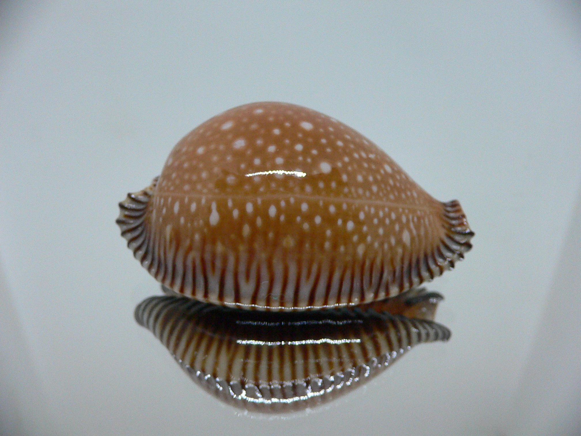 Cypraea guttata surinensis IDEAL & RUSTY