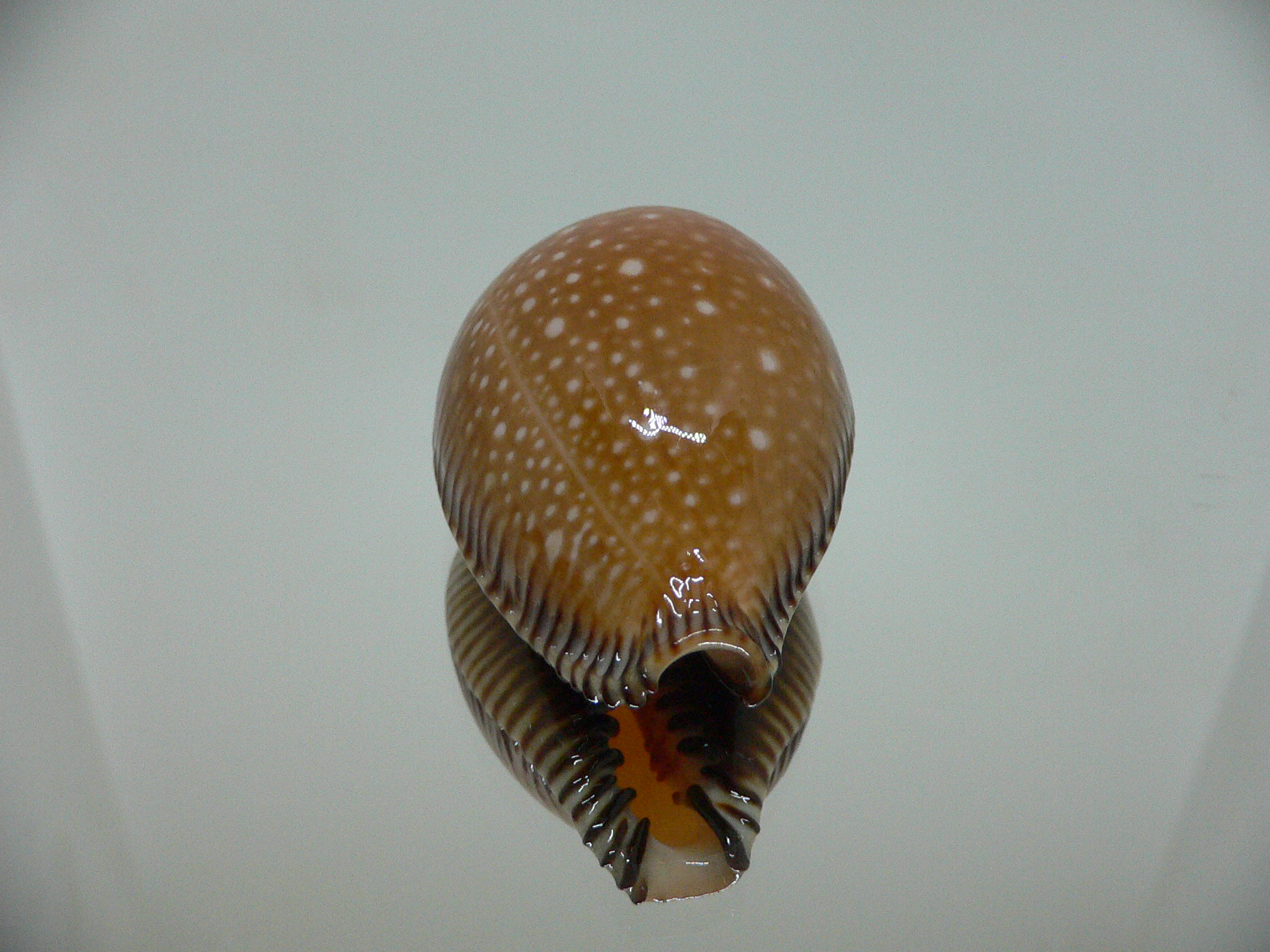 Cypraea guttata surinensis IDEAL & RUSTY