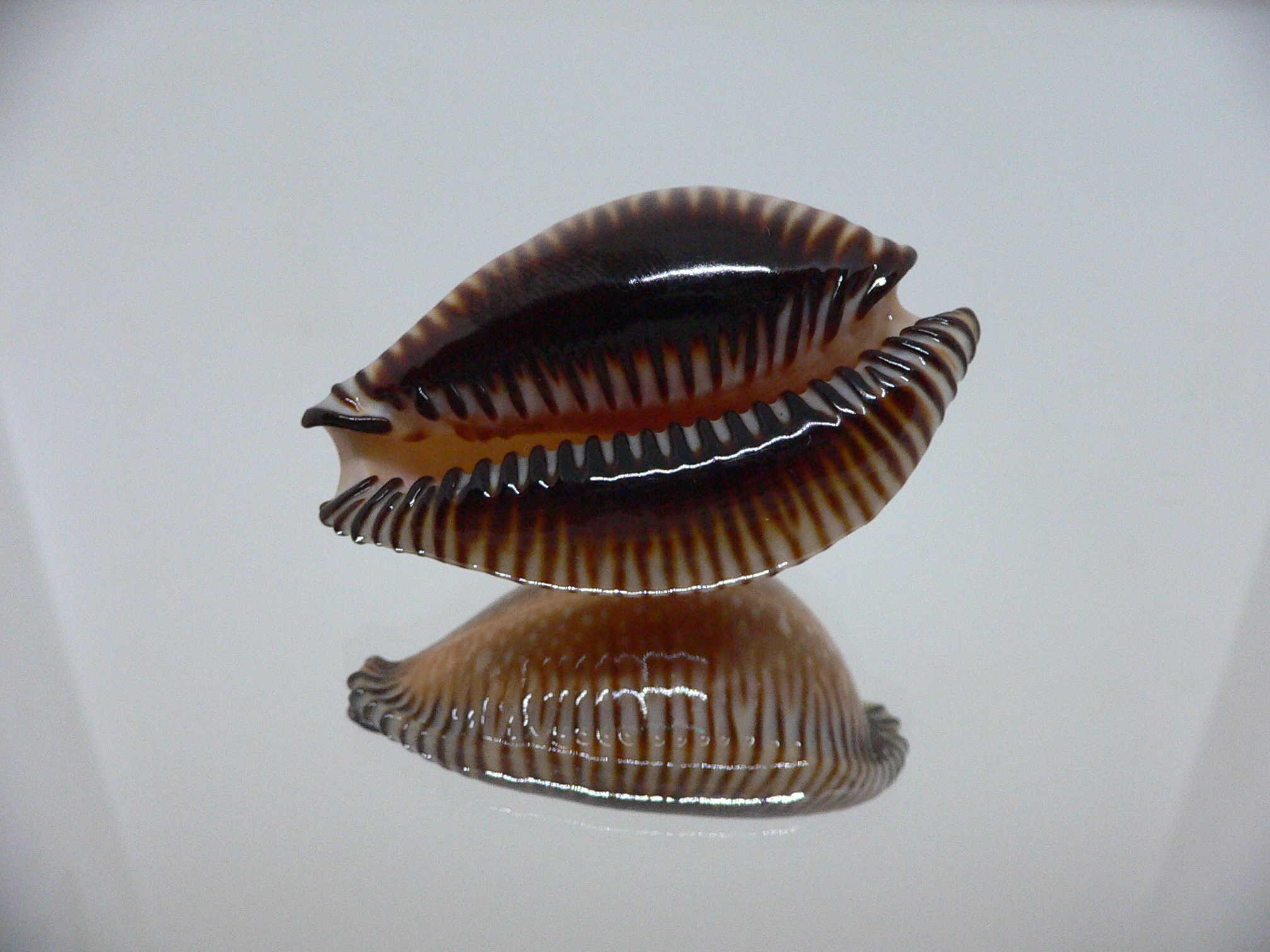 Cypraea guttata surinensis IDEAL & RUSTY