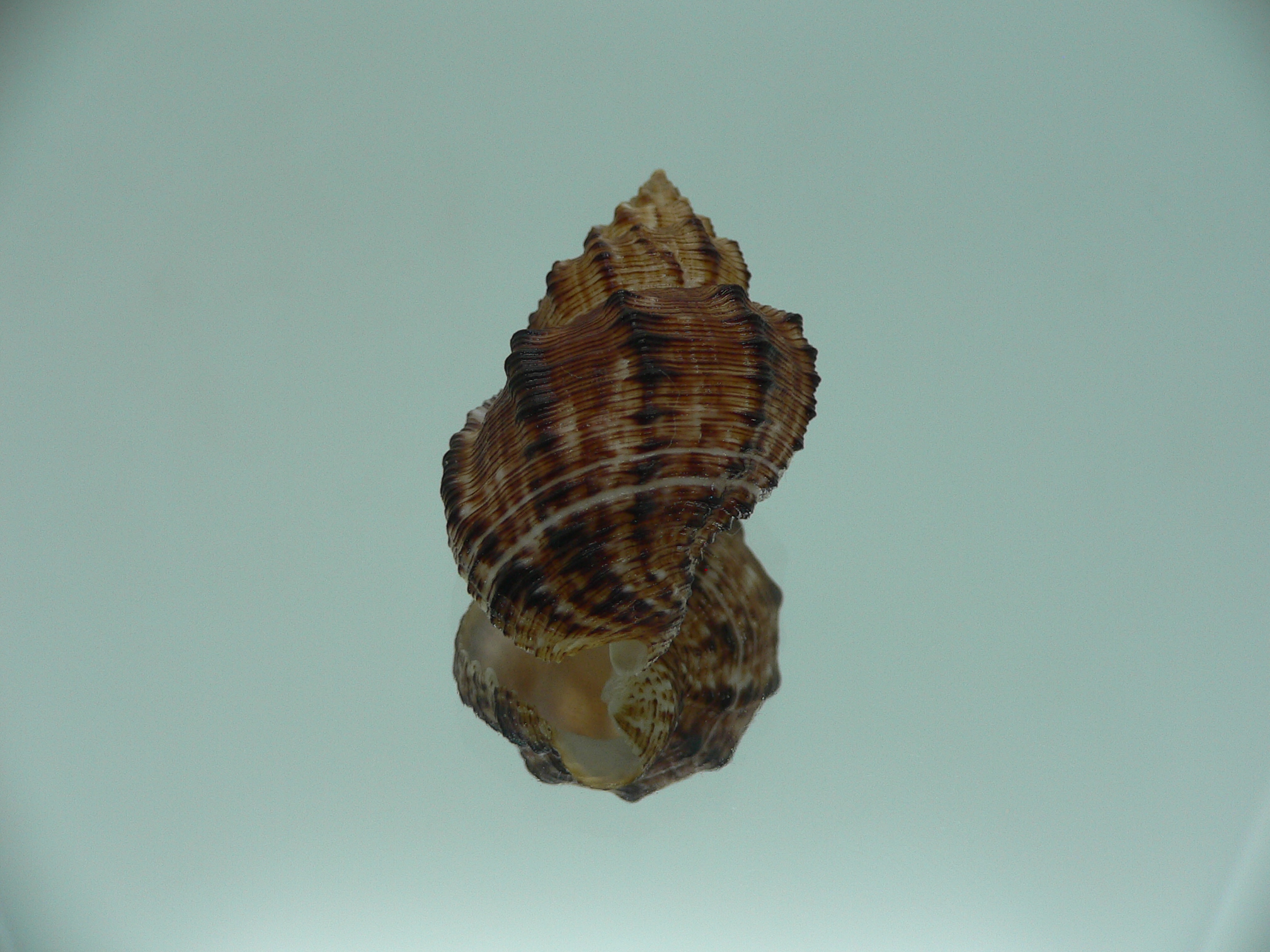 Cantharus leucotaeniatus VERY DARK