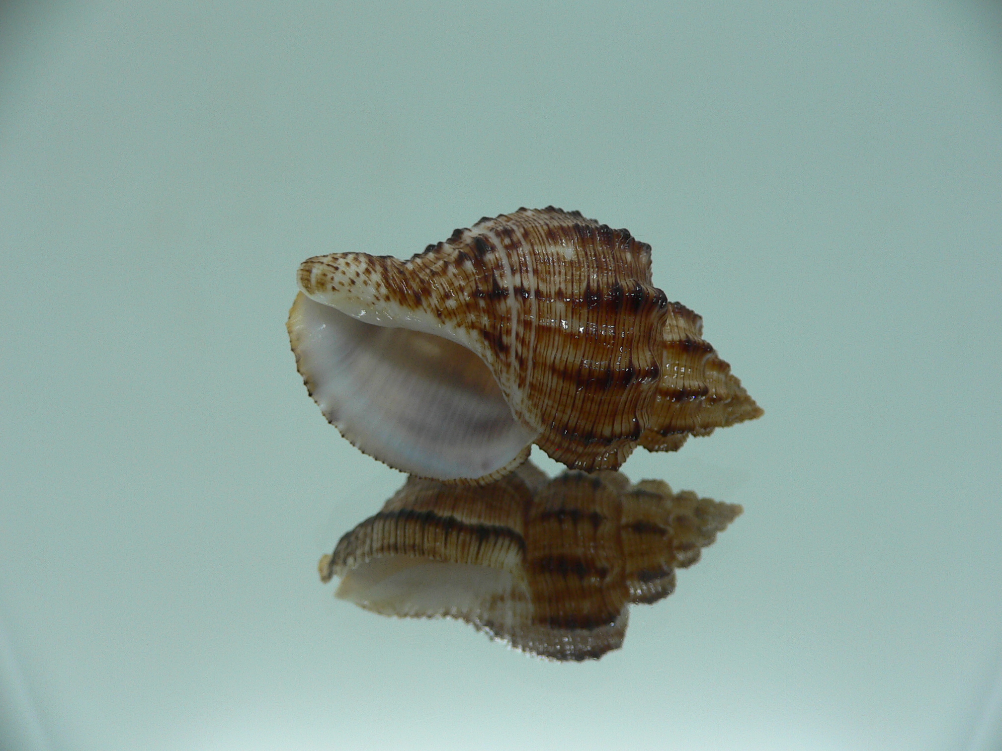 Cantharus leucotaeniatus VERY DARK