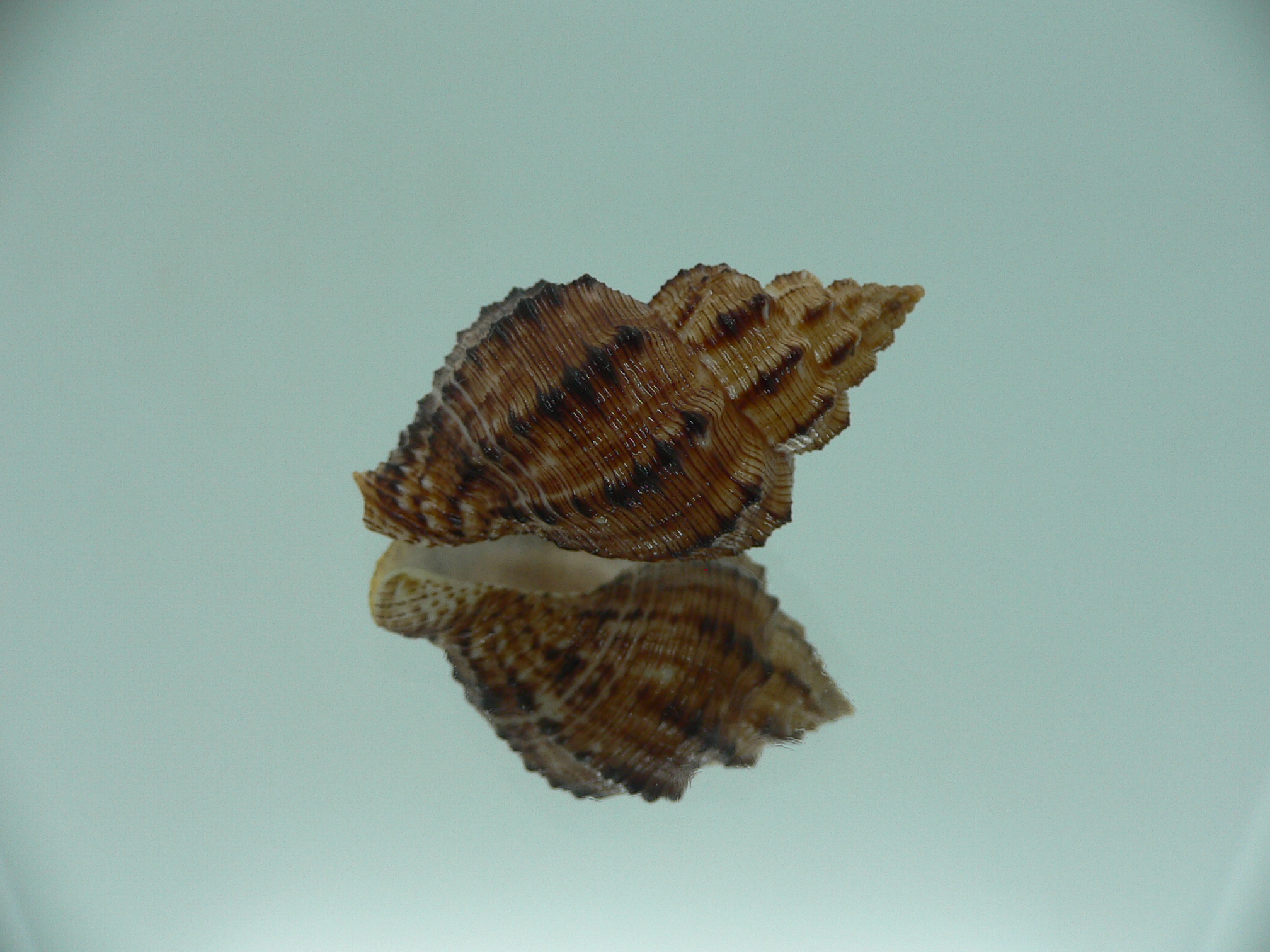 Cantharus leucotaeniatus VERY DARK