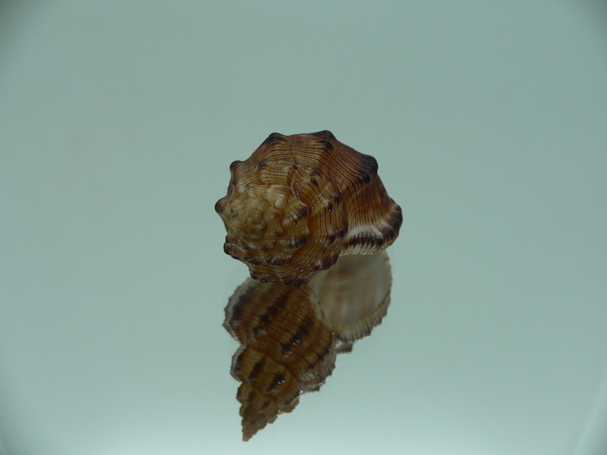 Cantharus leucotaeniatus VERY DARK