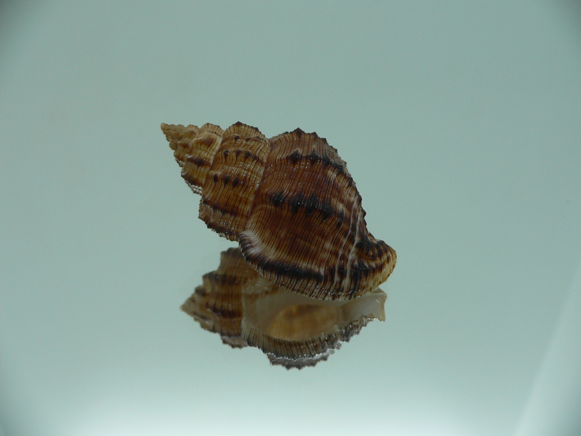 Cantharus leucotaeniatus VERY DARK
