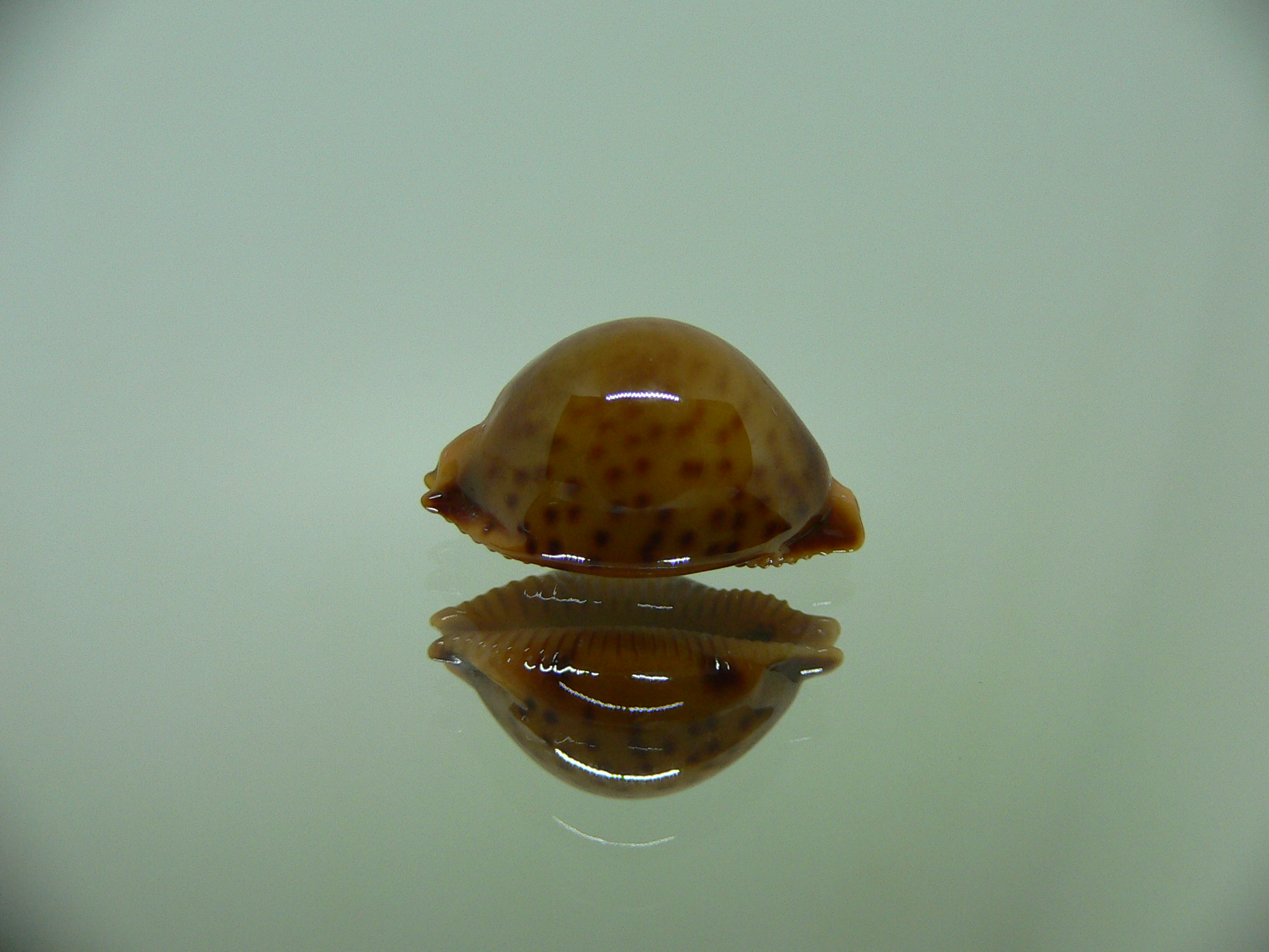 Cypraea globulus sphaeridium DARK