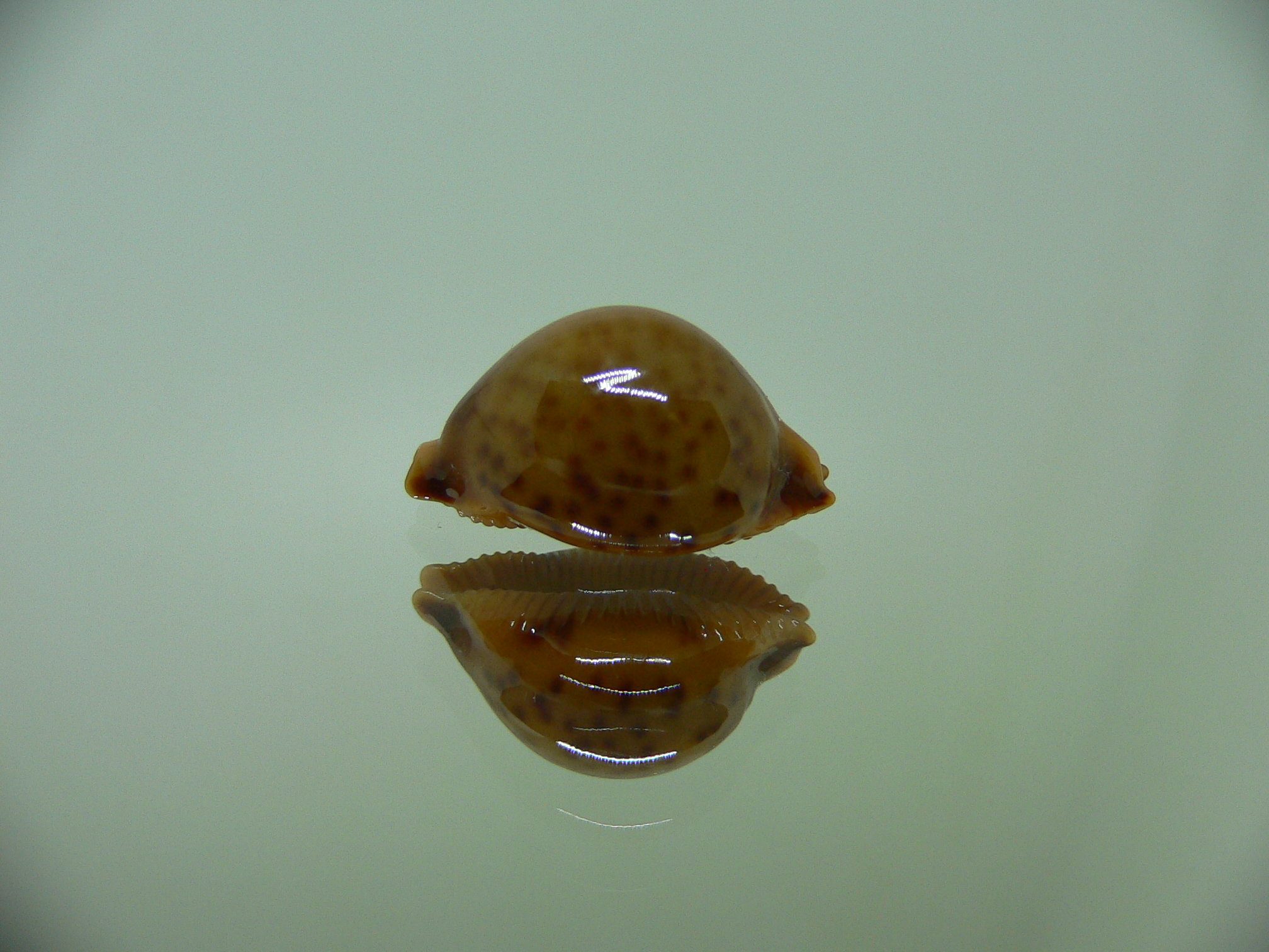 Cypraea globulus sphaeridium DARK