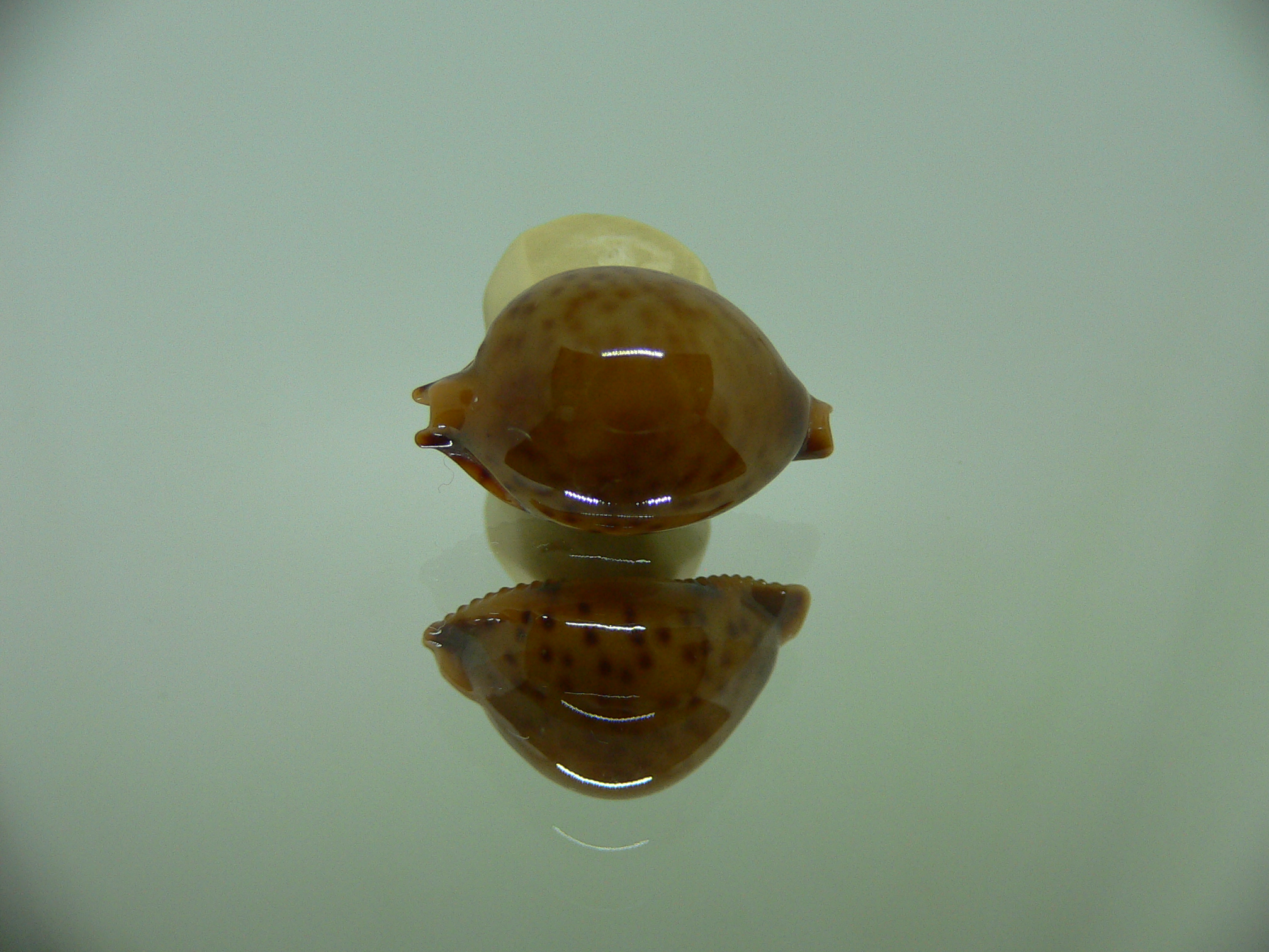 Cypraea globulus sphaeridium DARK