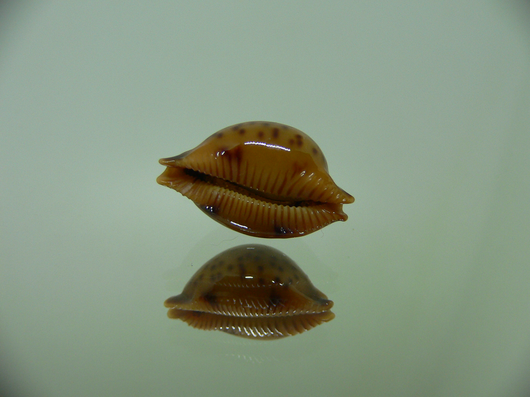 Cypraea globulus sphaeridium DARK