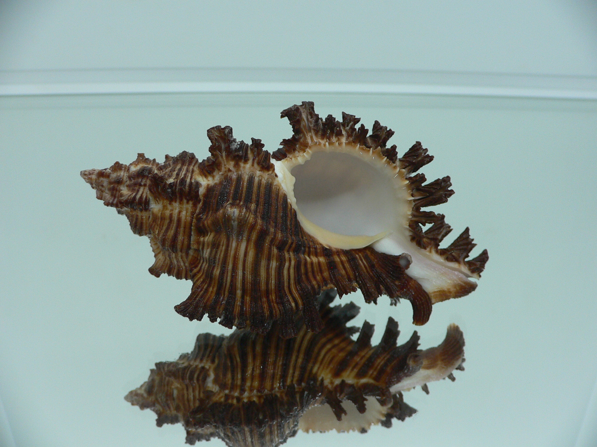 Chicoreus torrefactus VERY GOOD SIZE