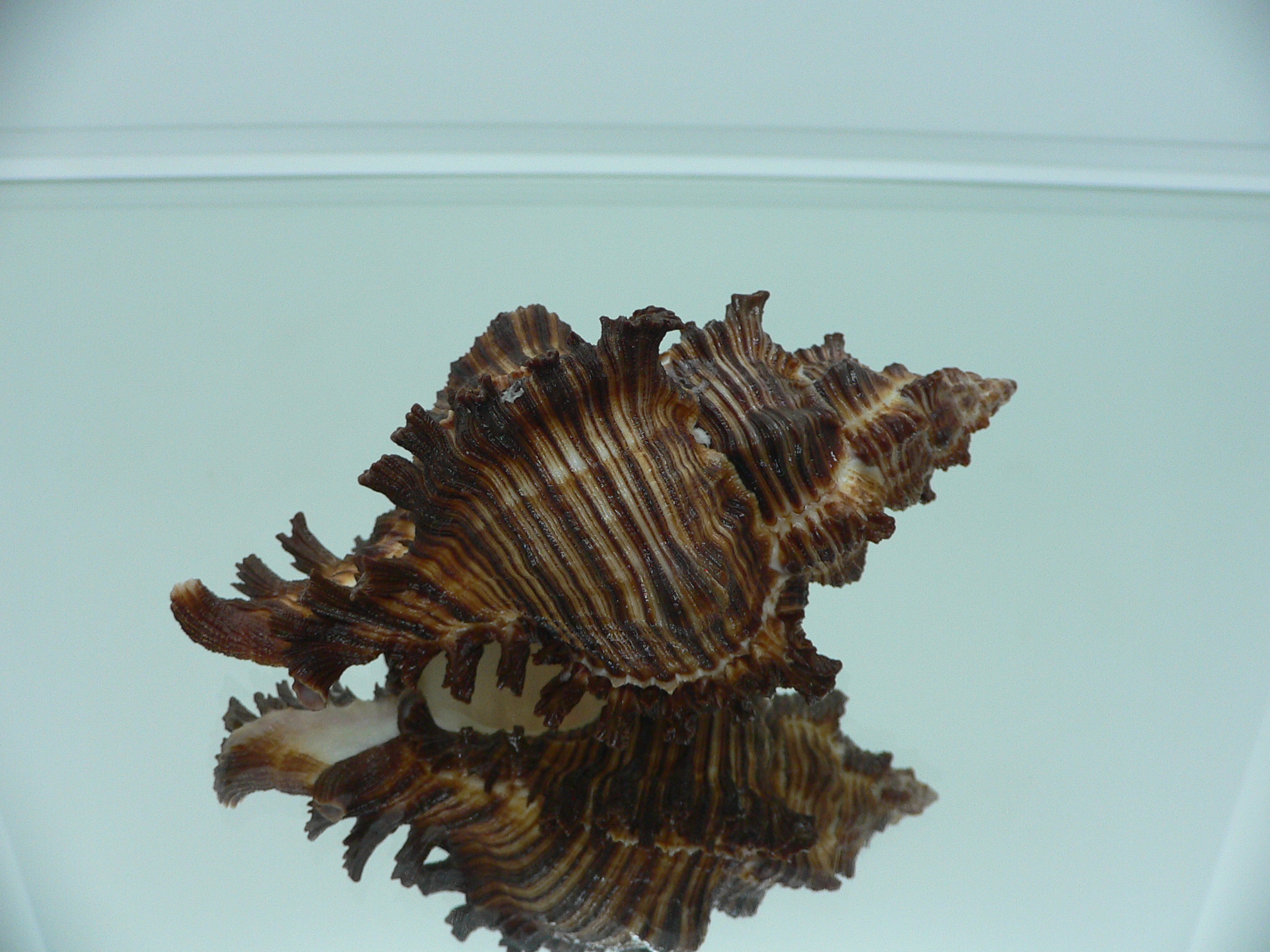 Chicoreus torrefactus VERY GOOD SIZE