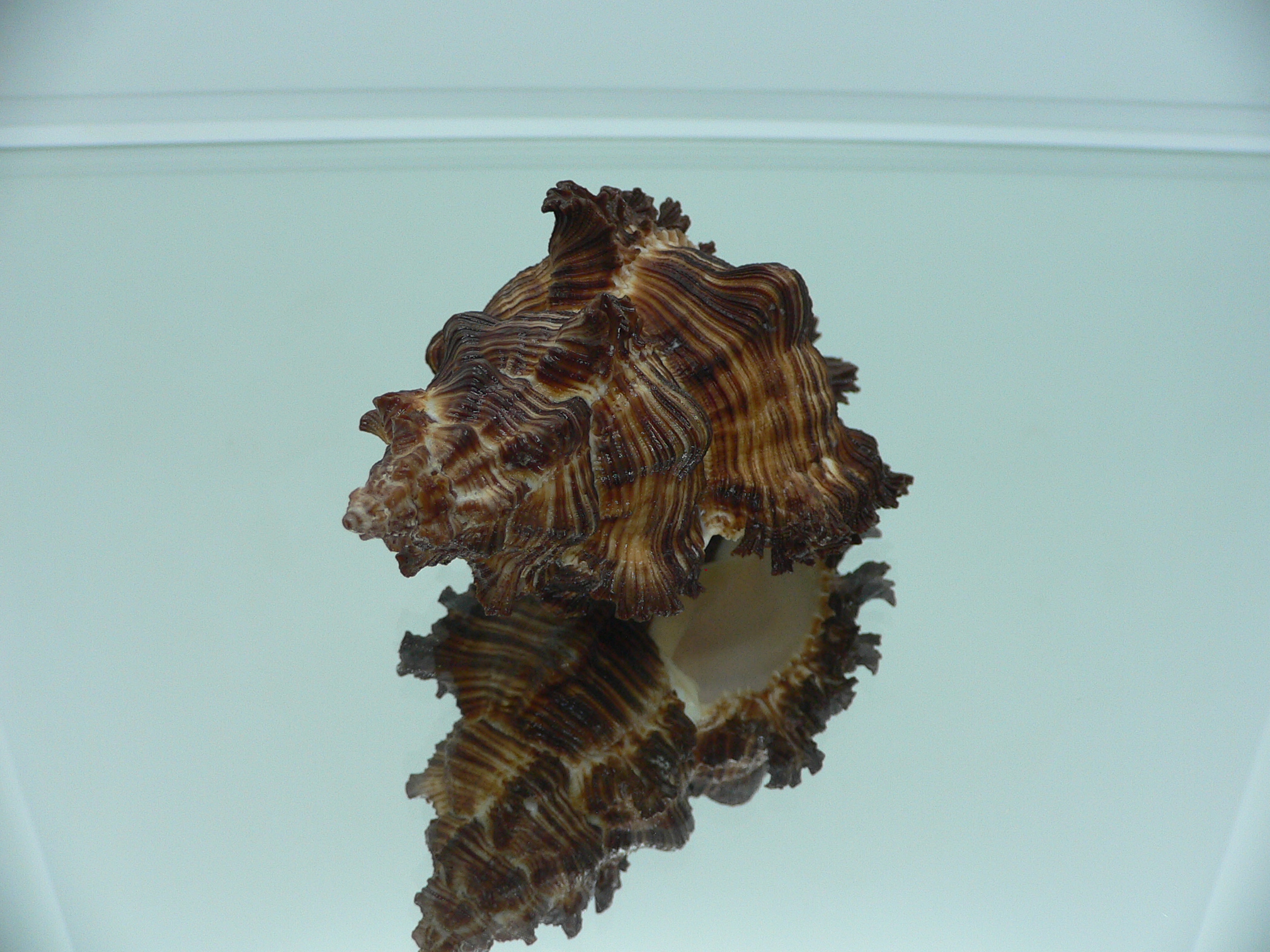 Chicoreus torrefactus VERY GOOD SIZE