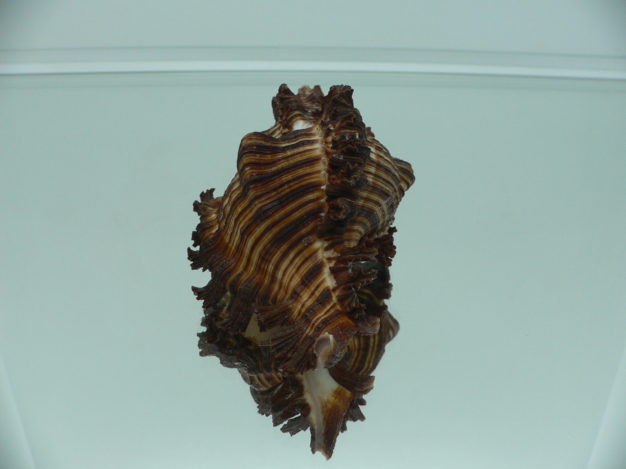 Chicoreus torrefactus VERY GOOD SIZE