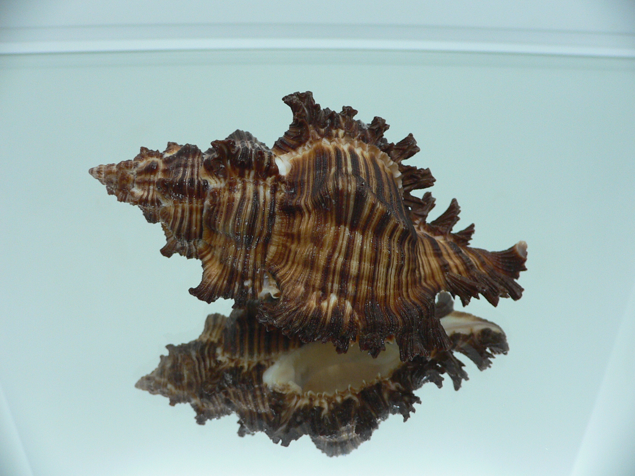 Chicoreus torrefactus VERY GOOD SIZE