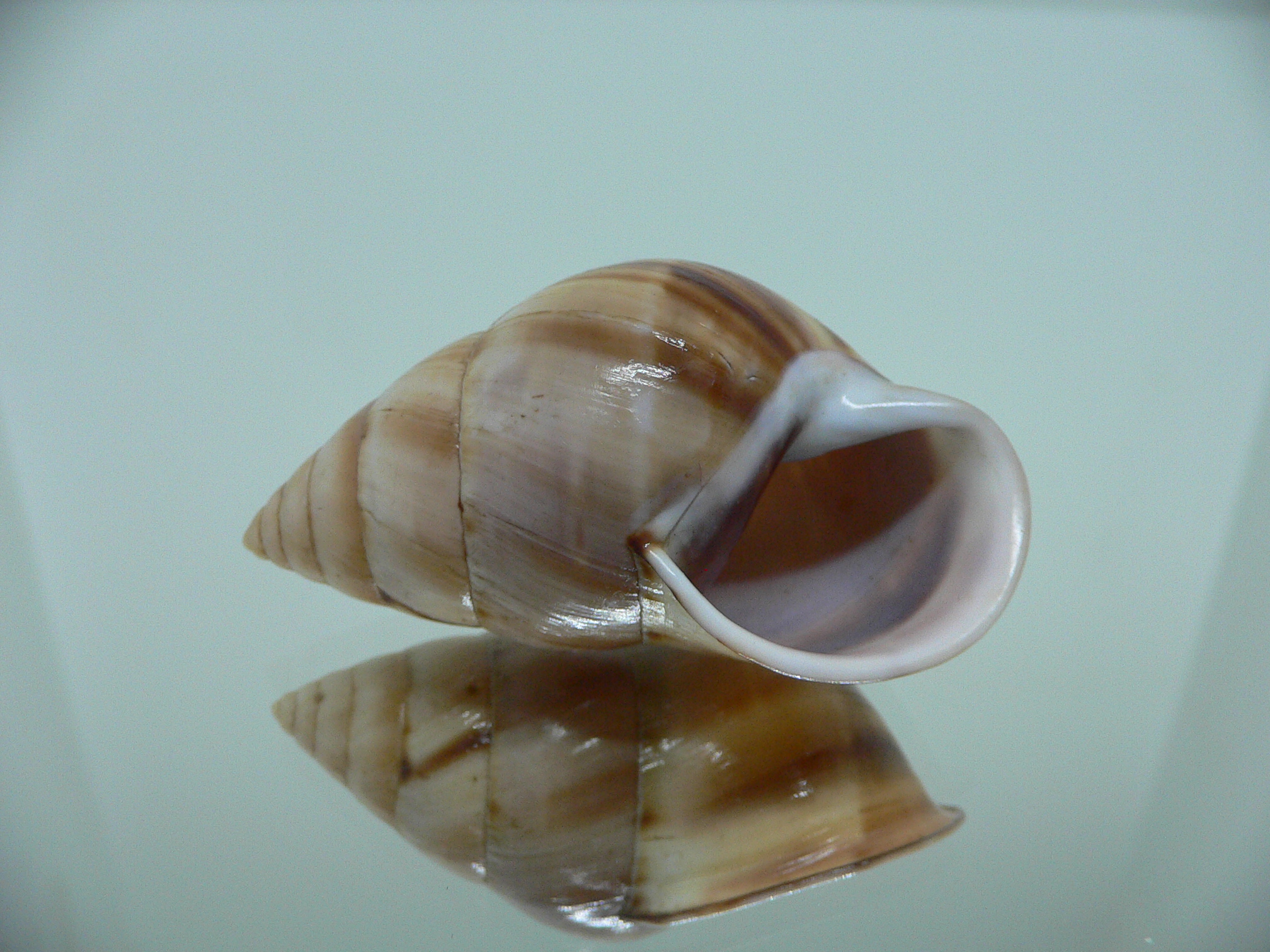 Amphidromus inversus BIG & SINISTRAL