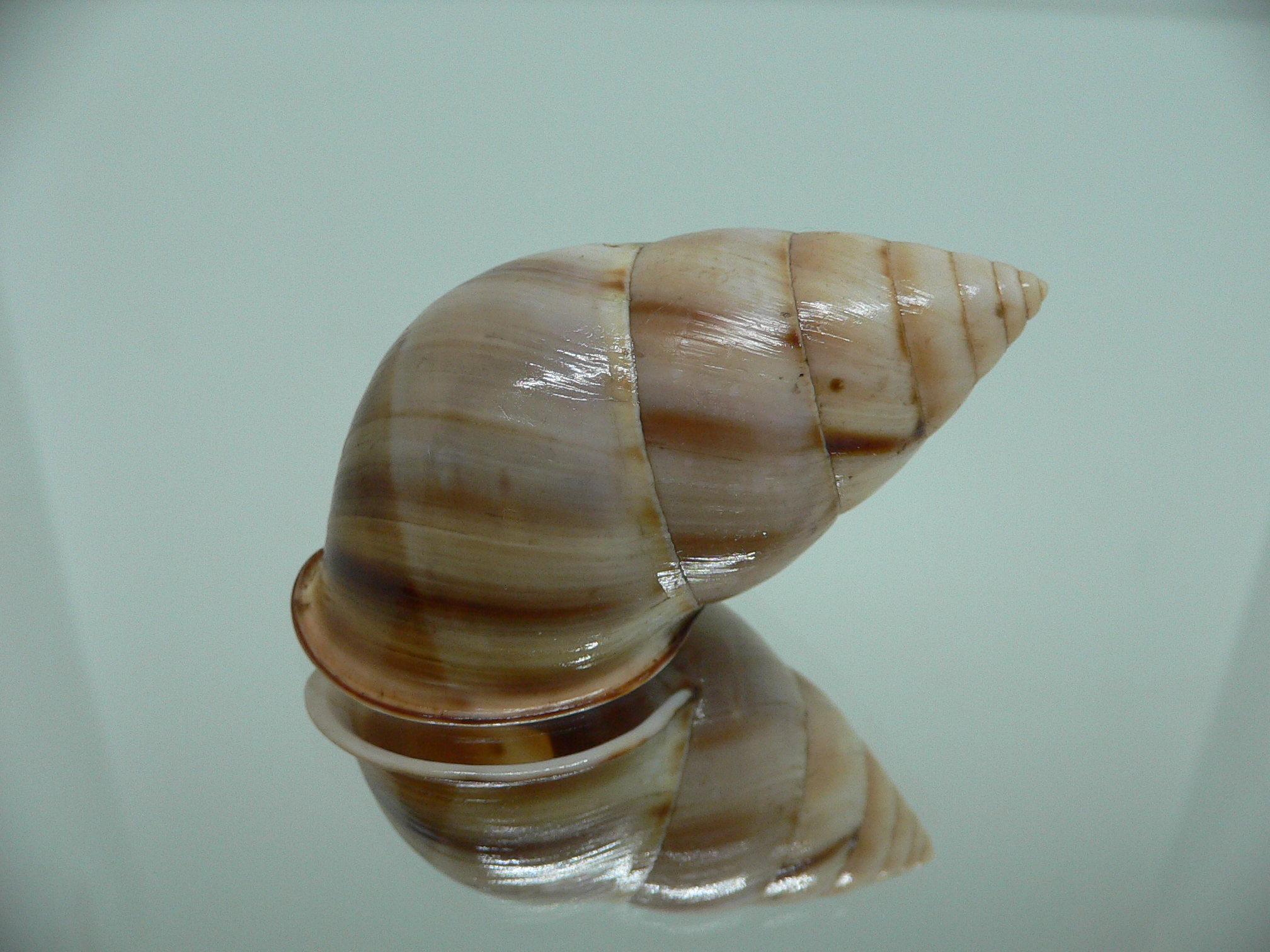 Amphidromus inversus BIG & SINISTRAL
