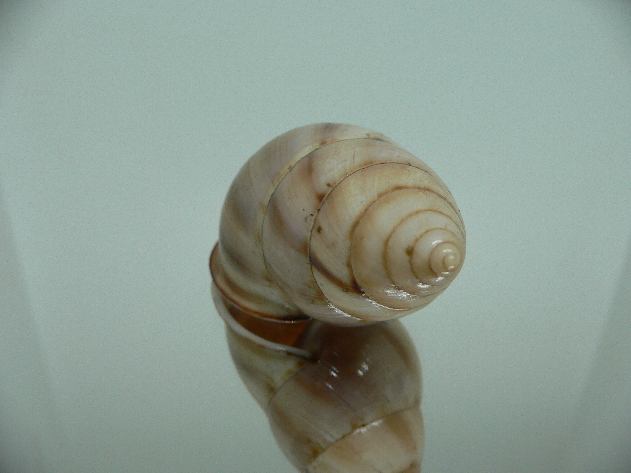 Amphidromus inversus BIG & SINISTRAL