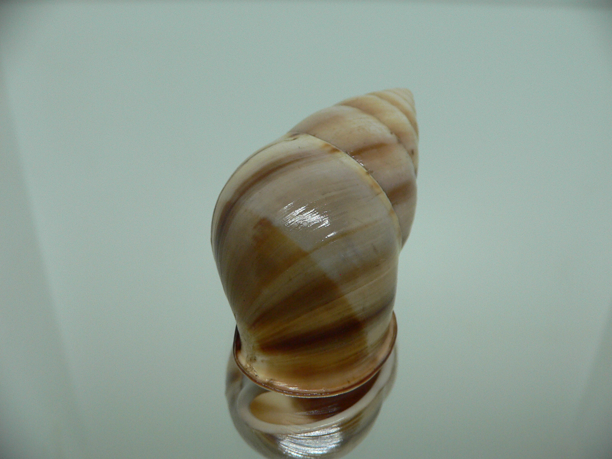Amphidromus inversus BIG & SINISTRAL