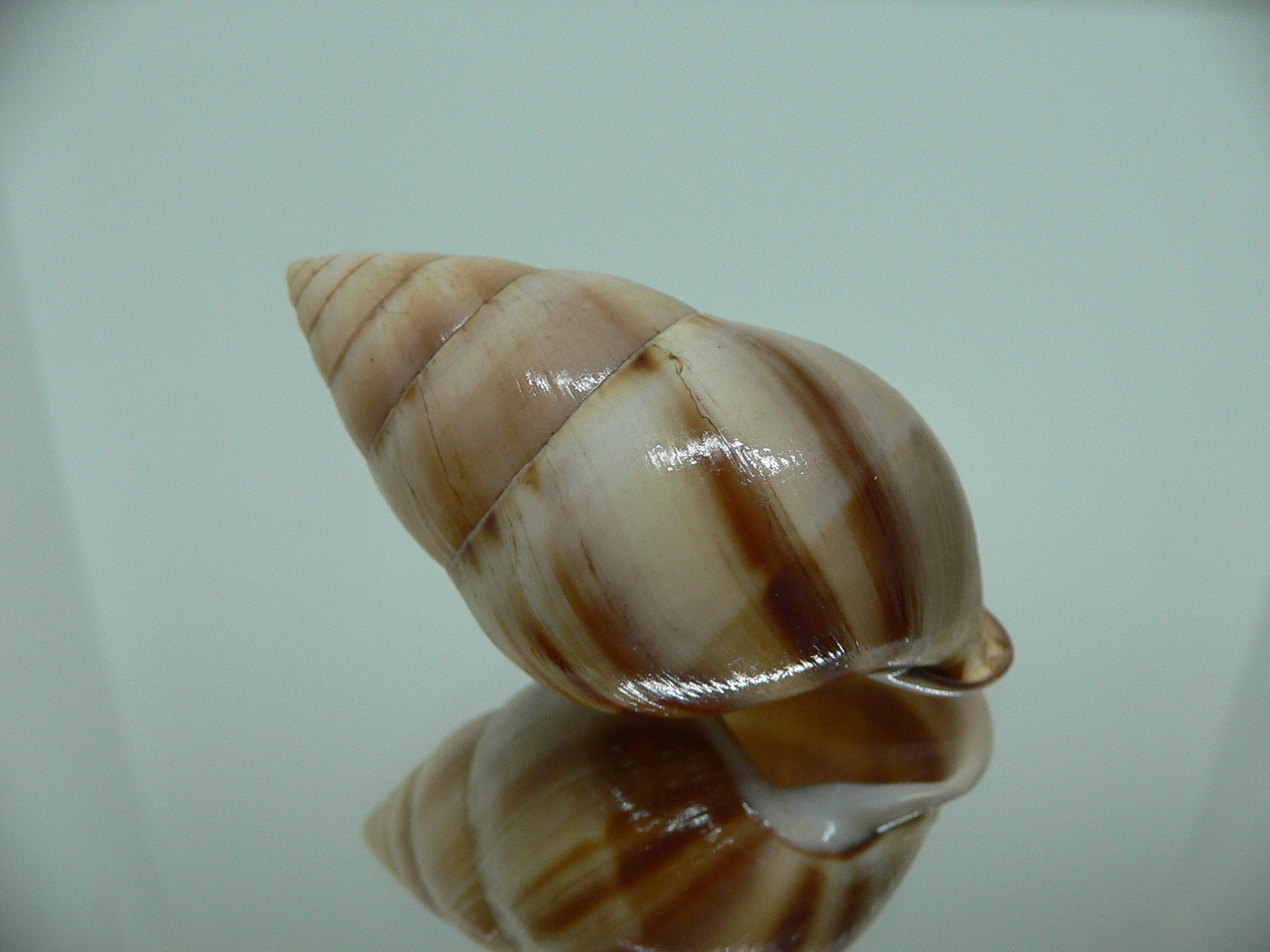 Amphidromus inversus BIG & SINISTRAL