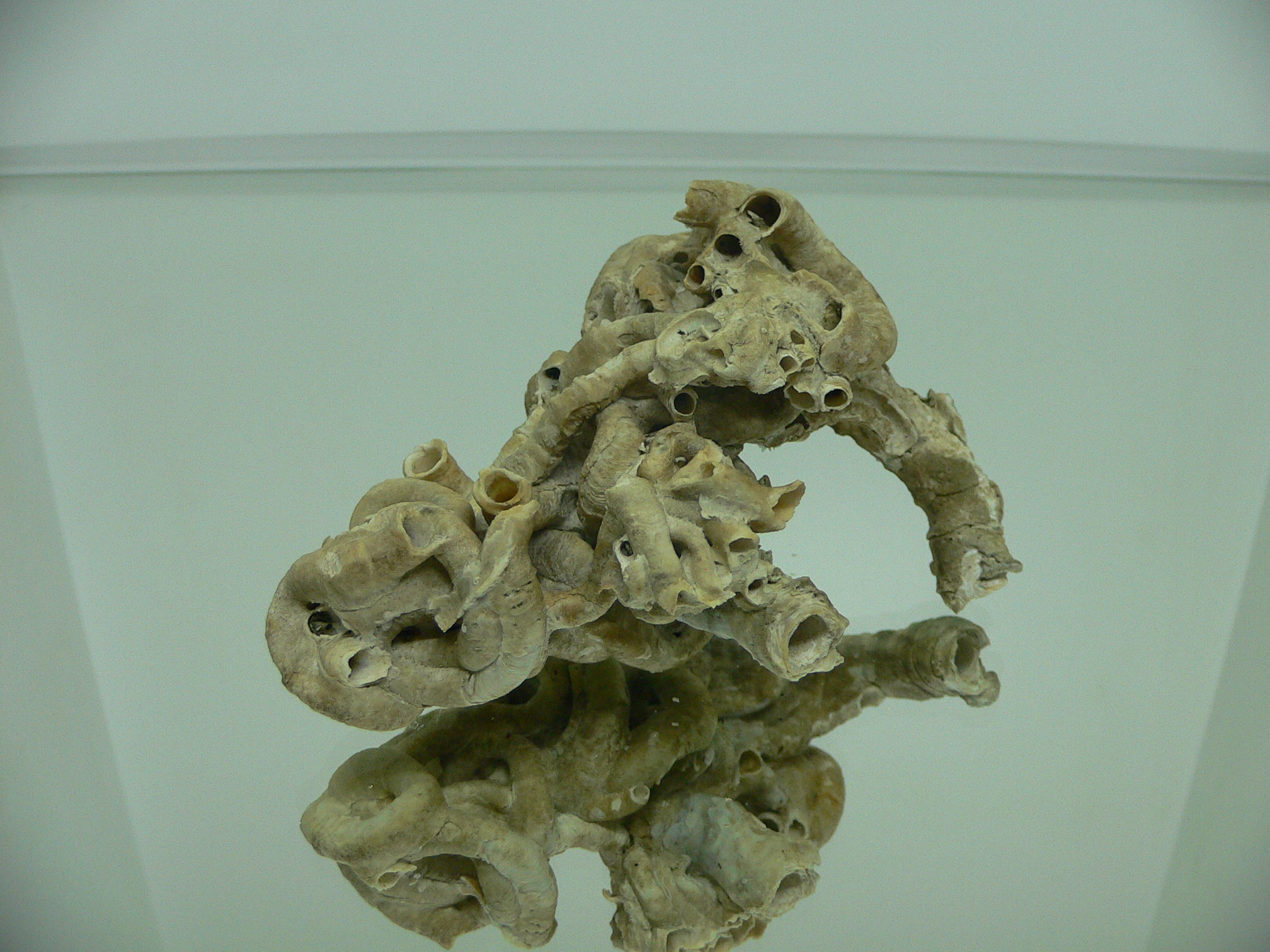 Колония Serpula SP.