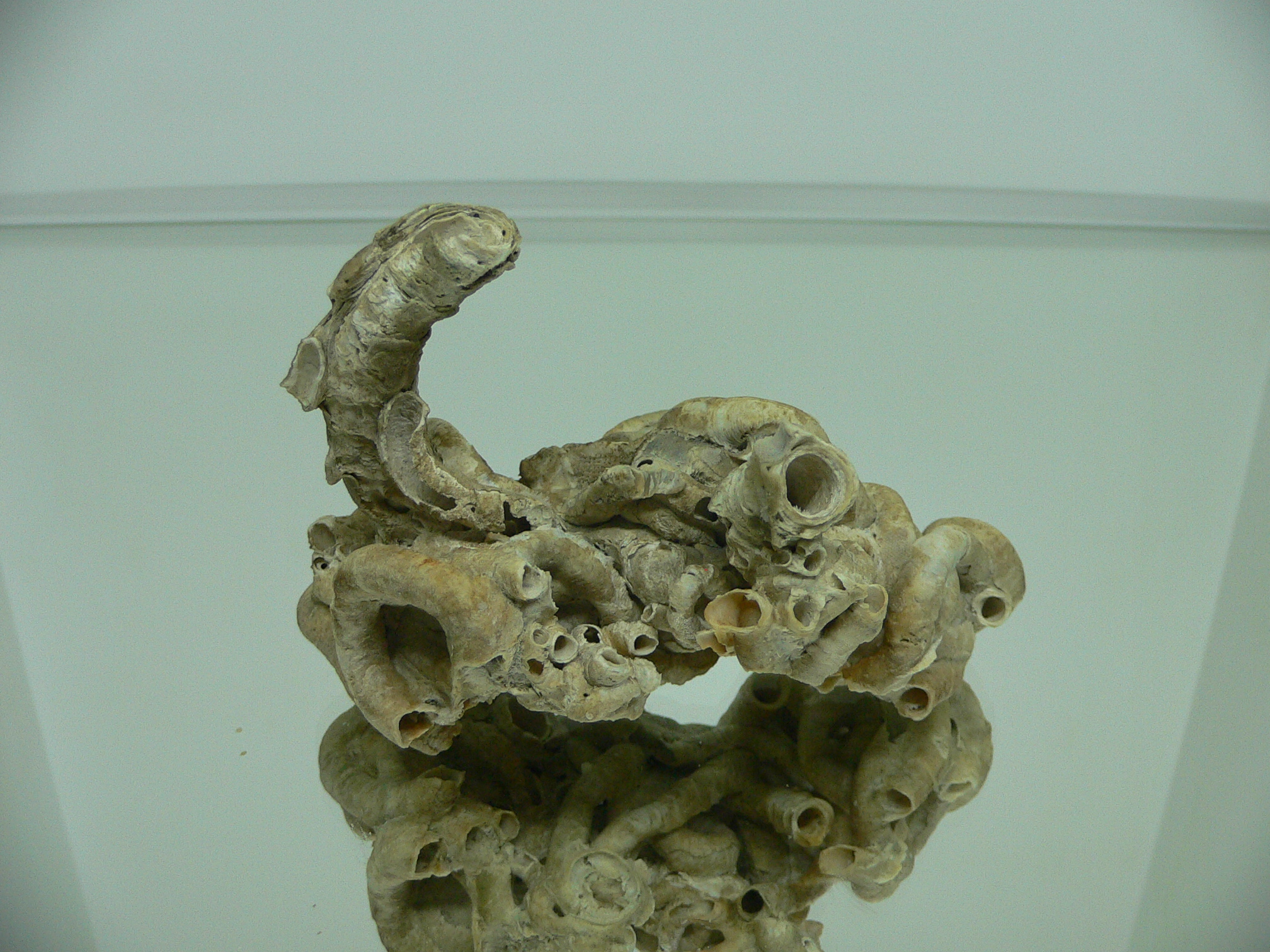Колония Serpula SP.