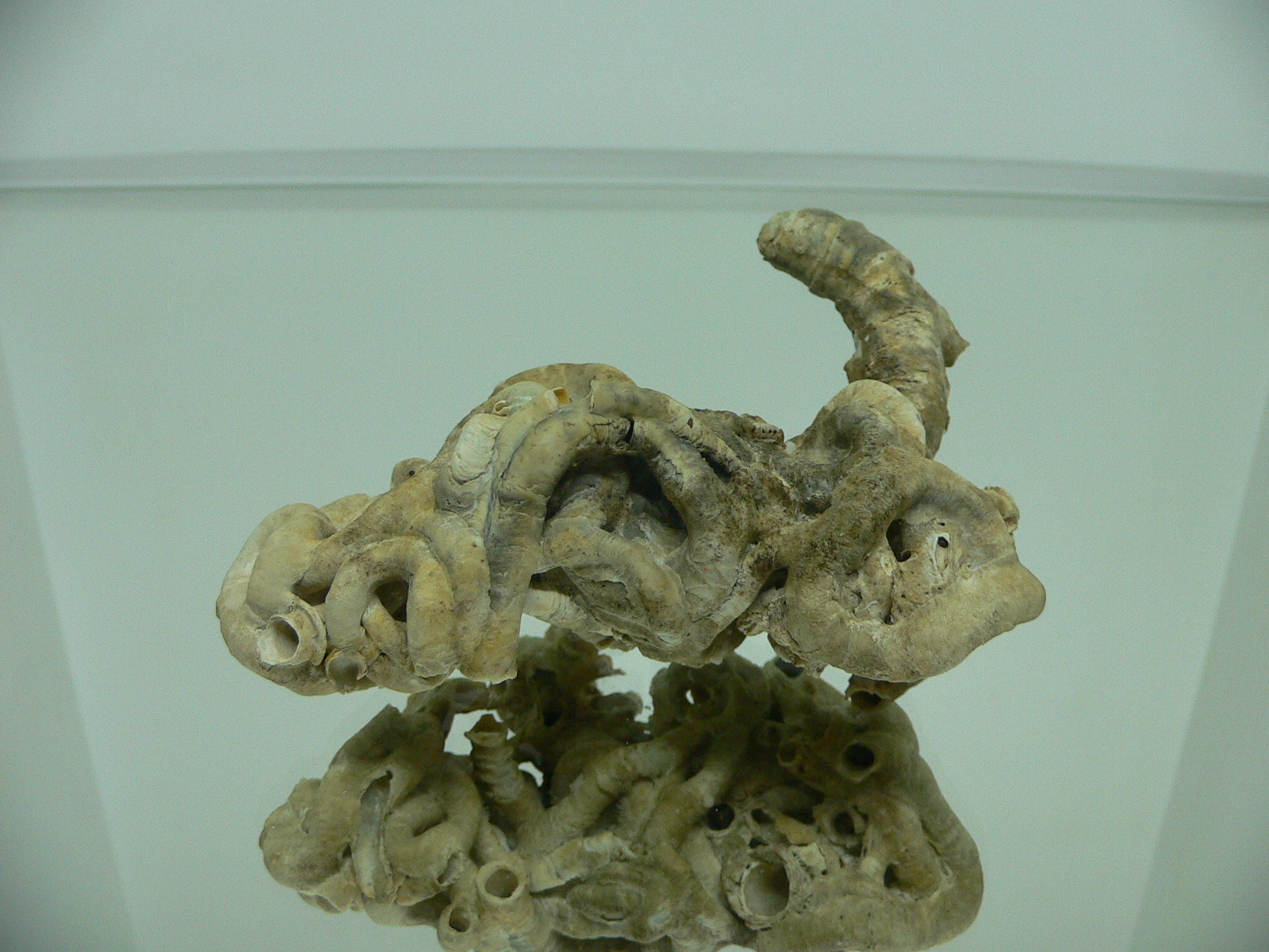 Колония Serpula SP.