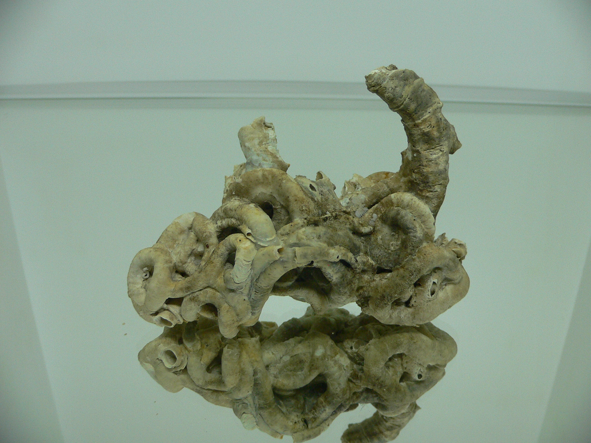 Колония Serpula SP.