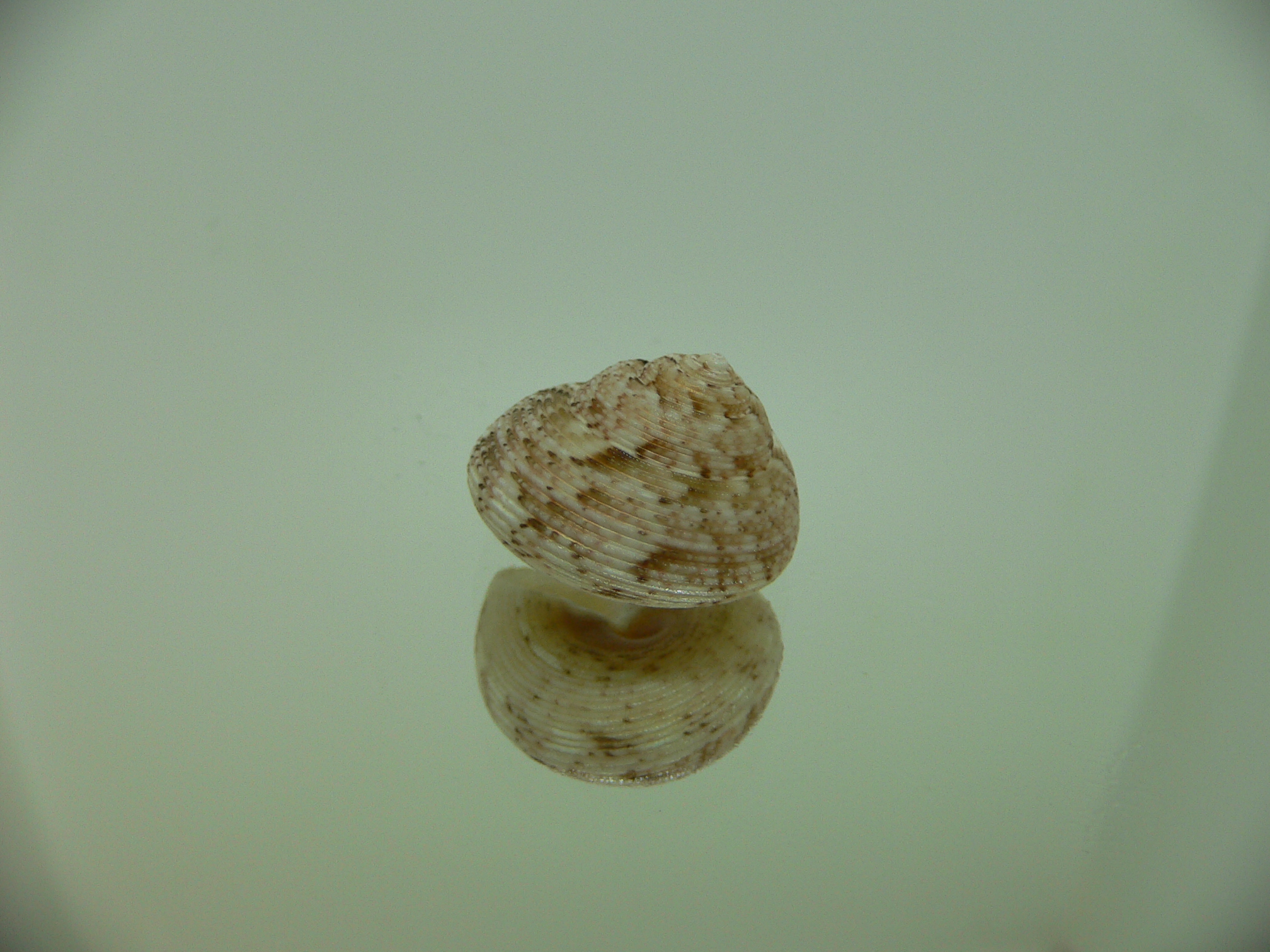 Monilea belcheri BIG
