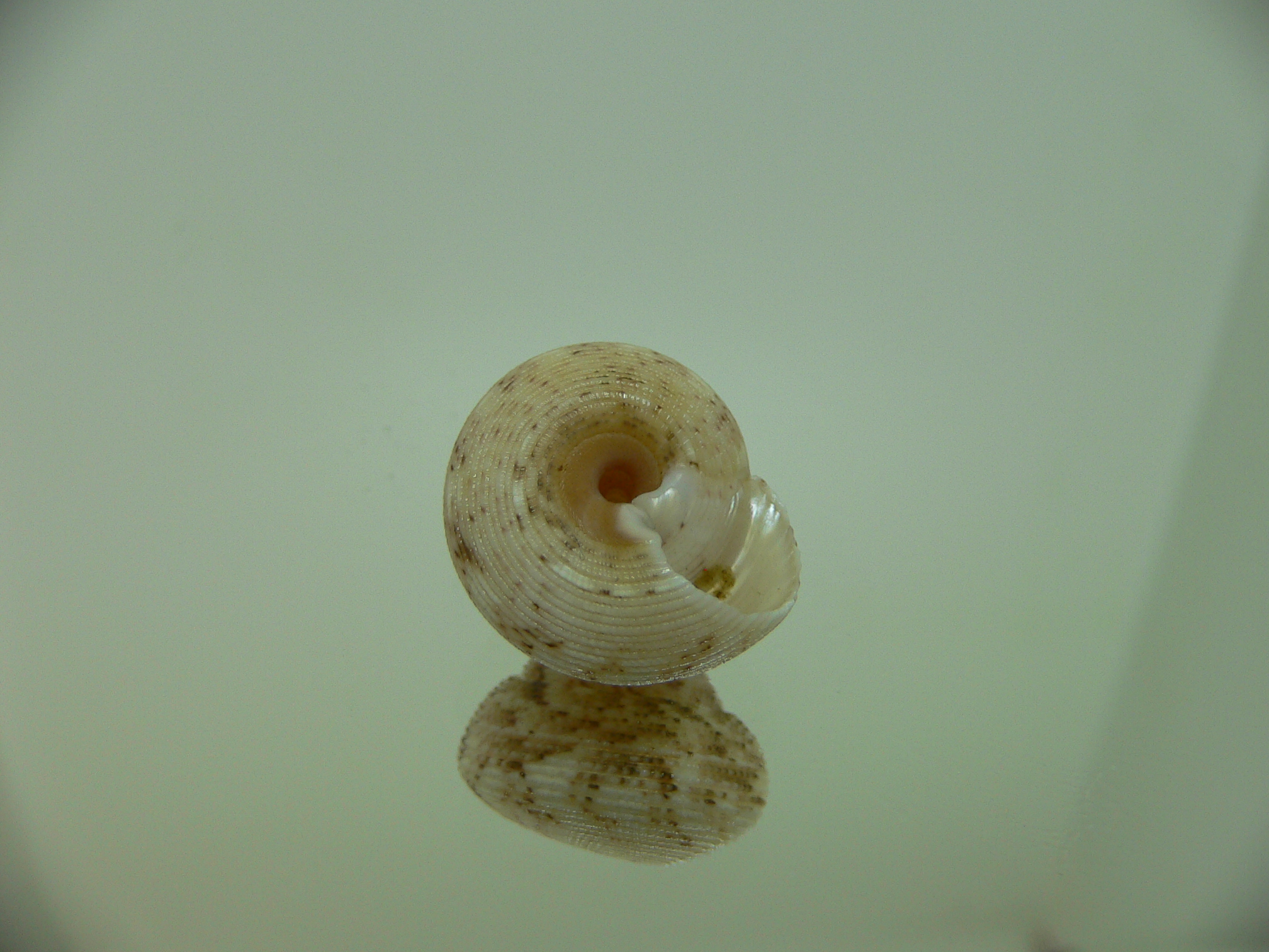 Monilea belcheri BIG