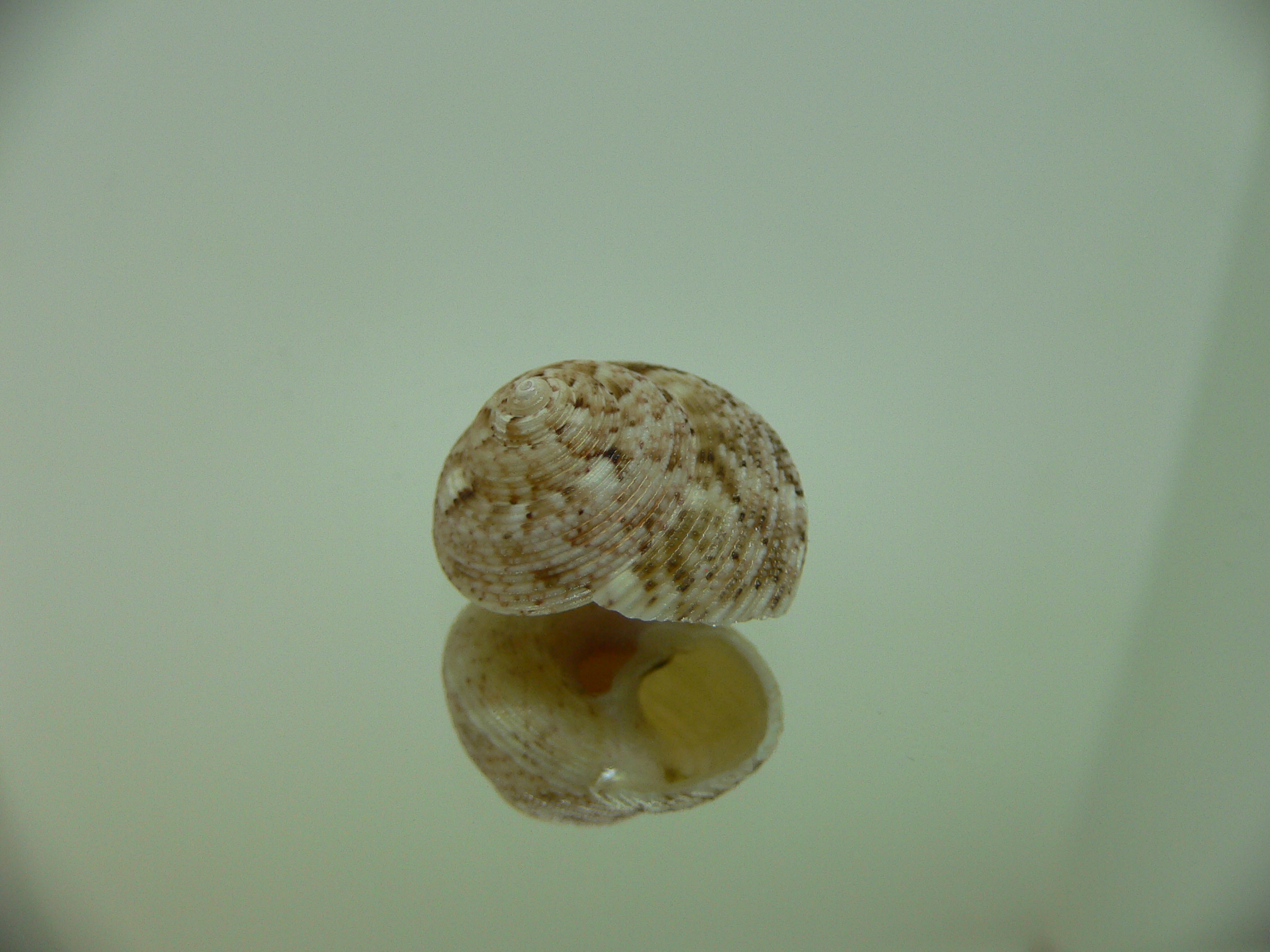 Monilea belcheri BIG