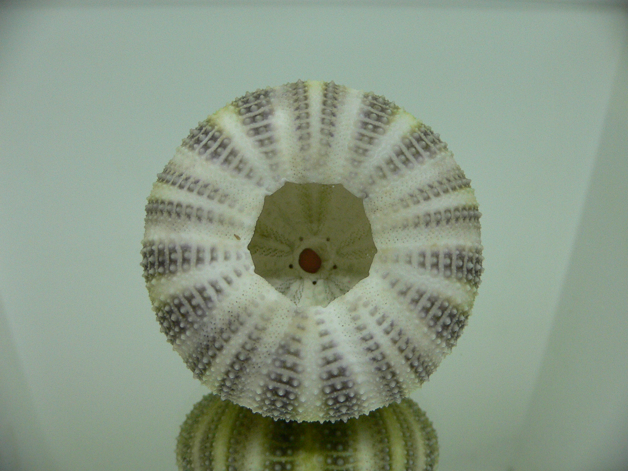 Strongylocentrotus pulchellus DARK