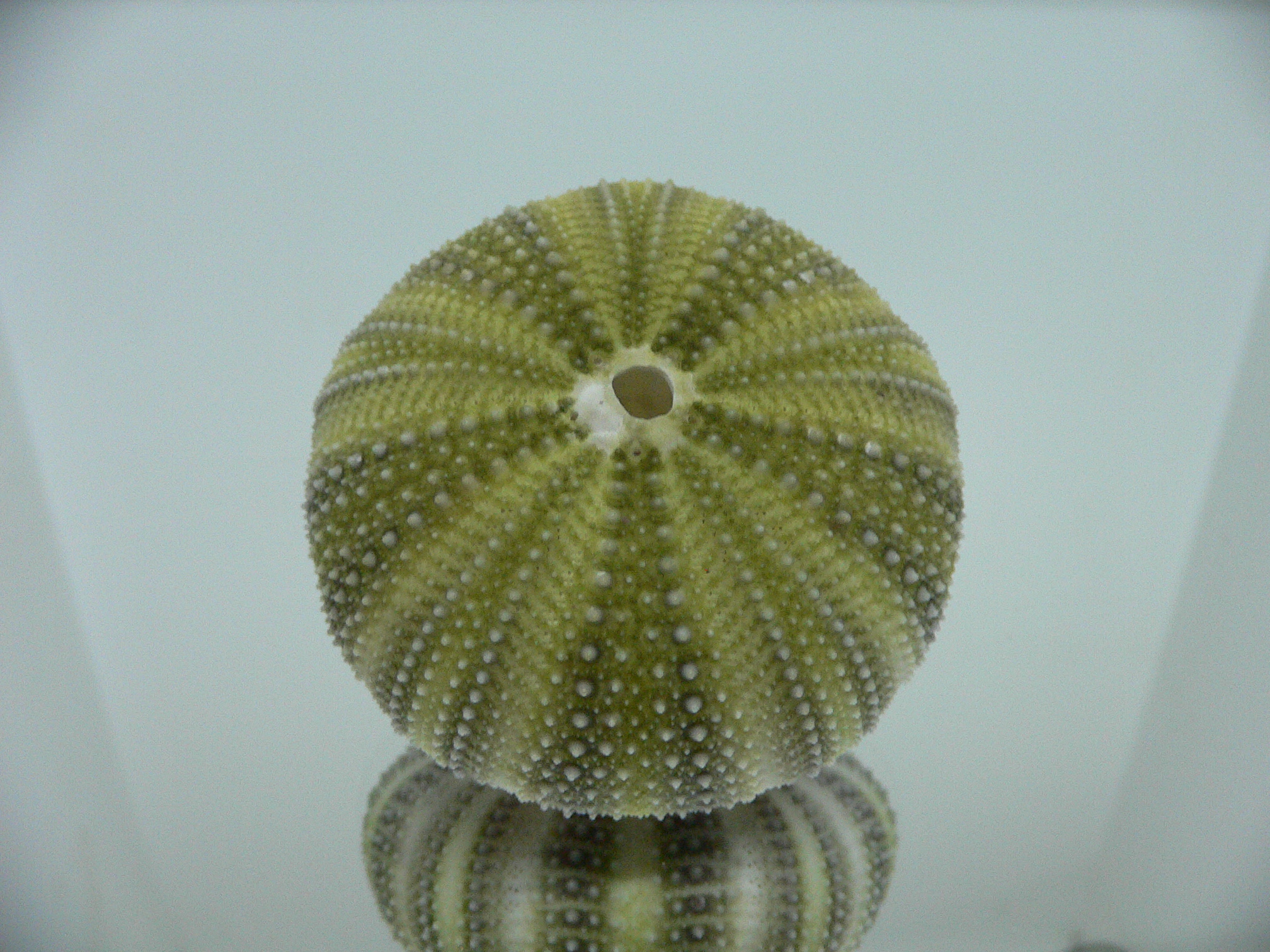Strongylocentrotus pulchellus DARK