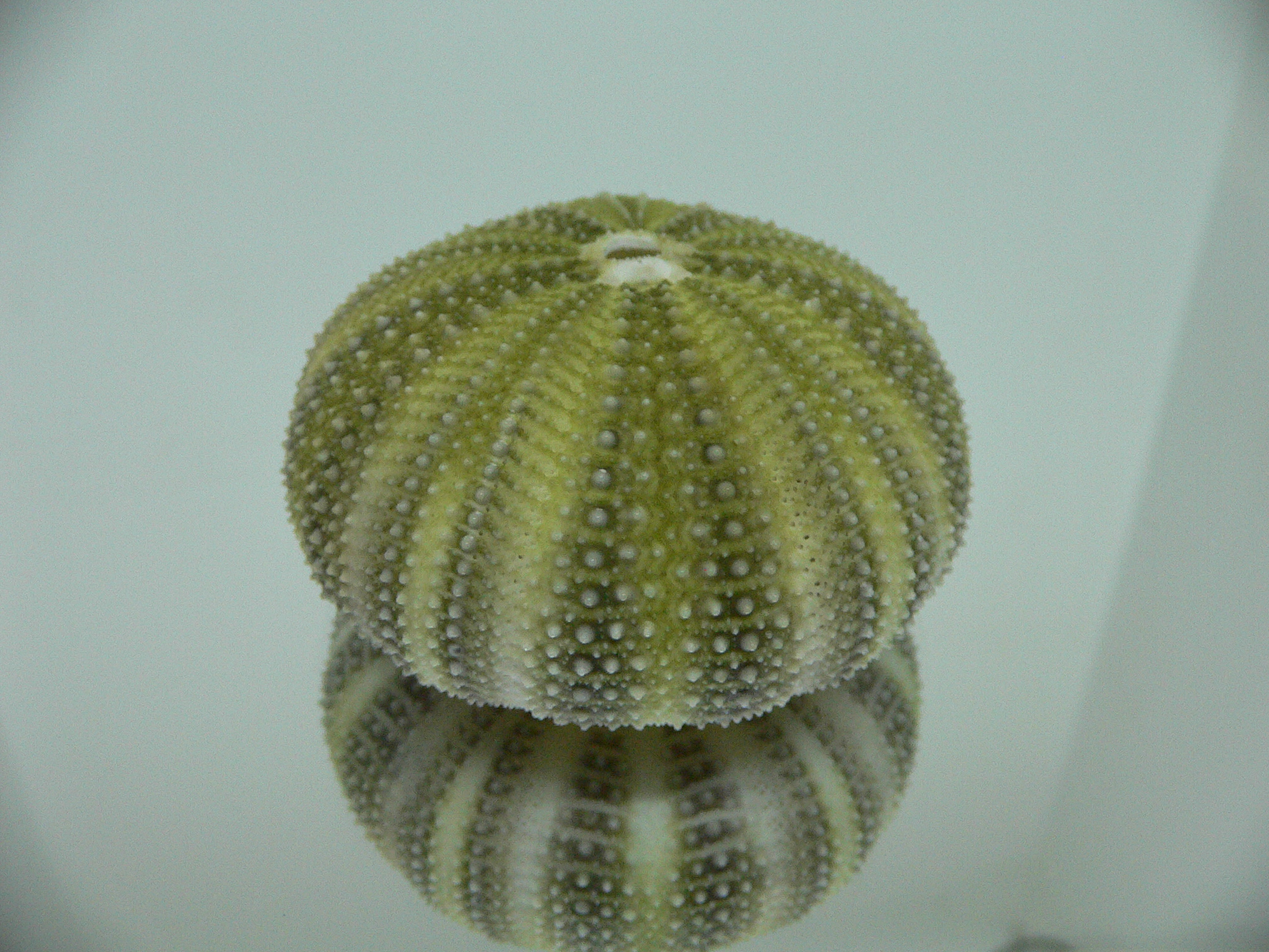 Strongylocentrotus pulchellus DARK