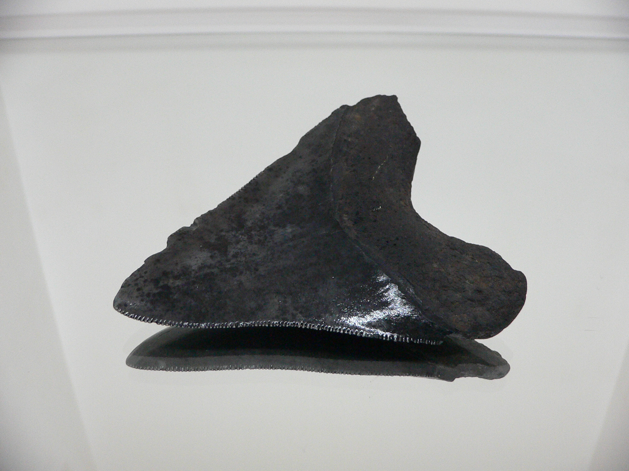 Otodus megalodon (Зуб Мегалодона)