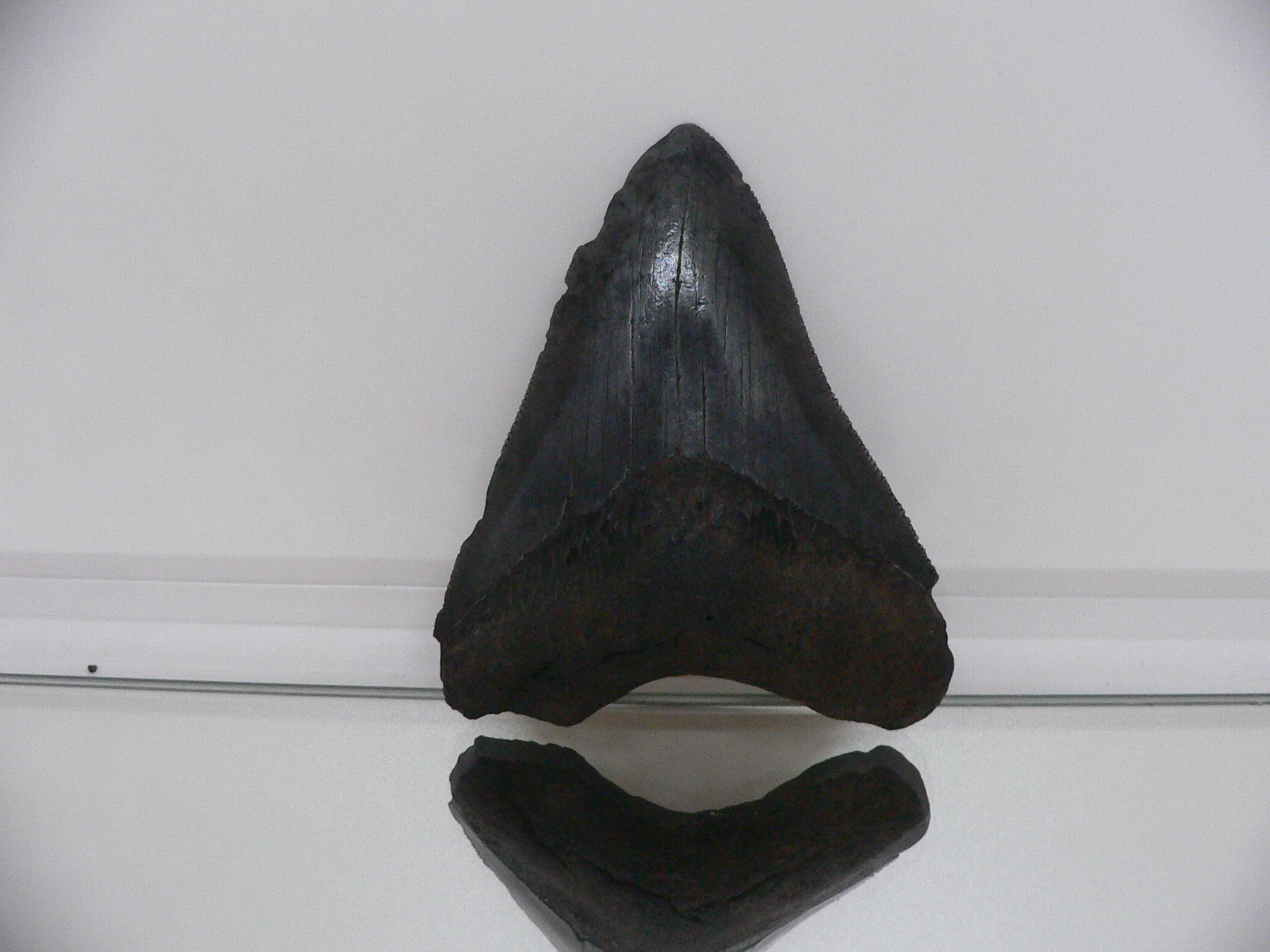 Otodus megalodon (Зуб Мегалодона)