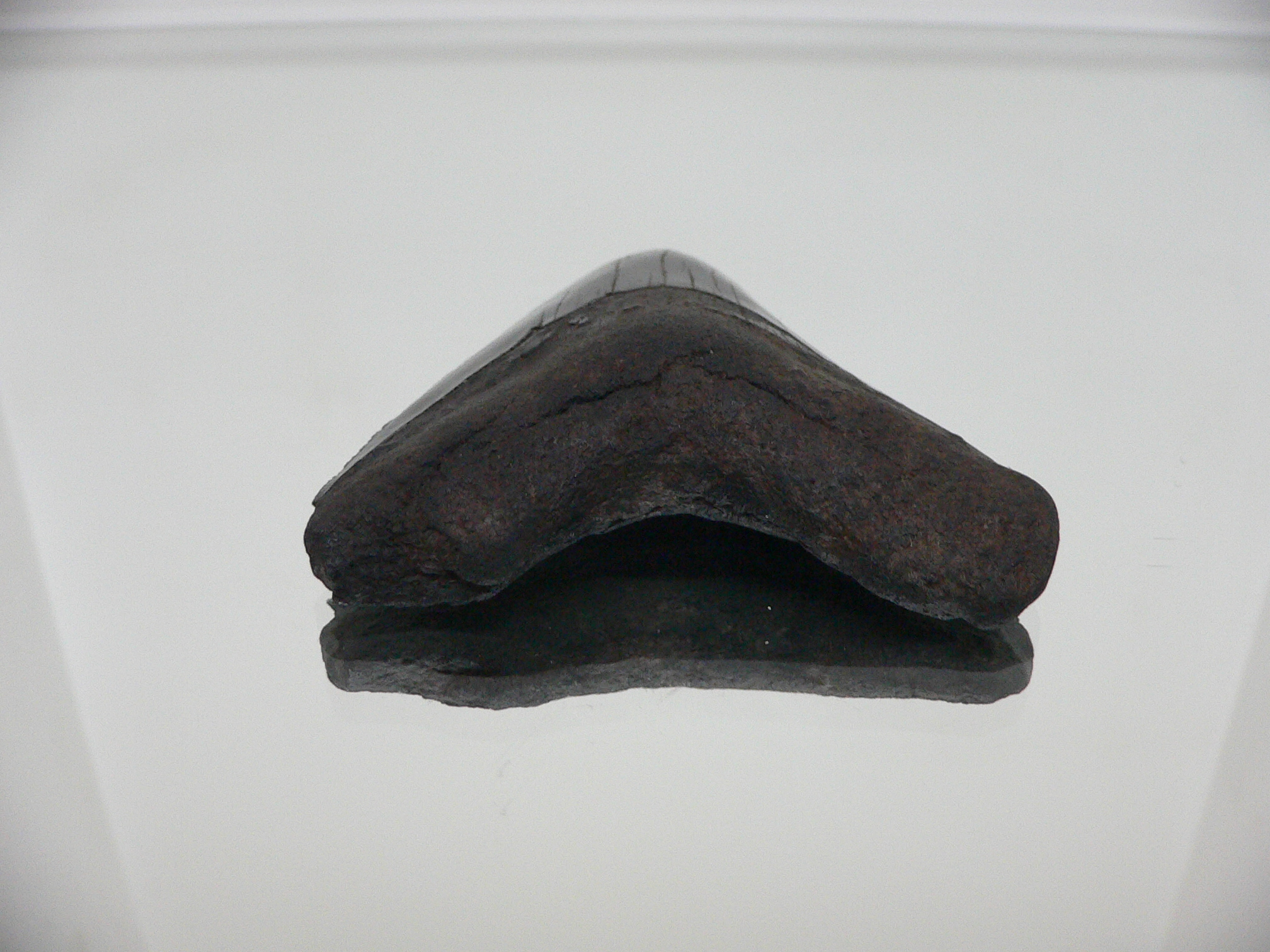 Otodus megalodon (Зуб Мегалодона)