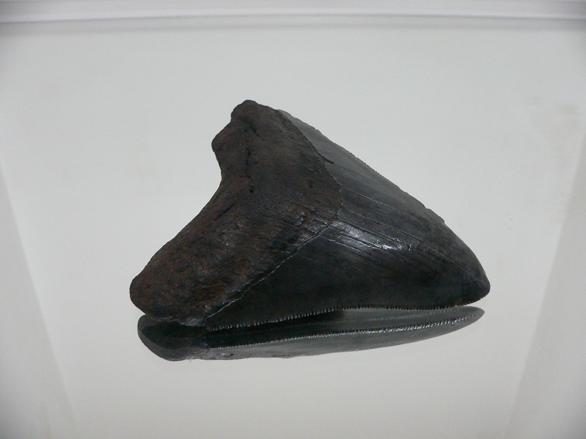 Otodus megalodon (Зуб Мегалодона)