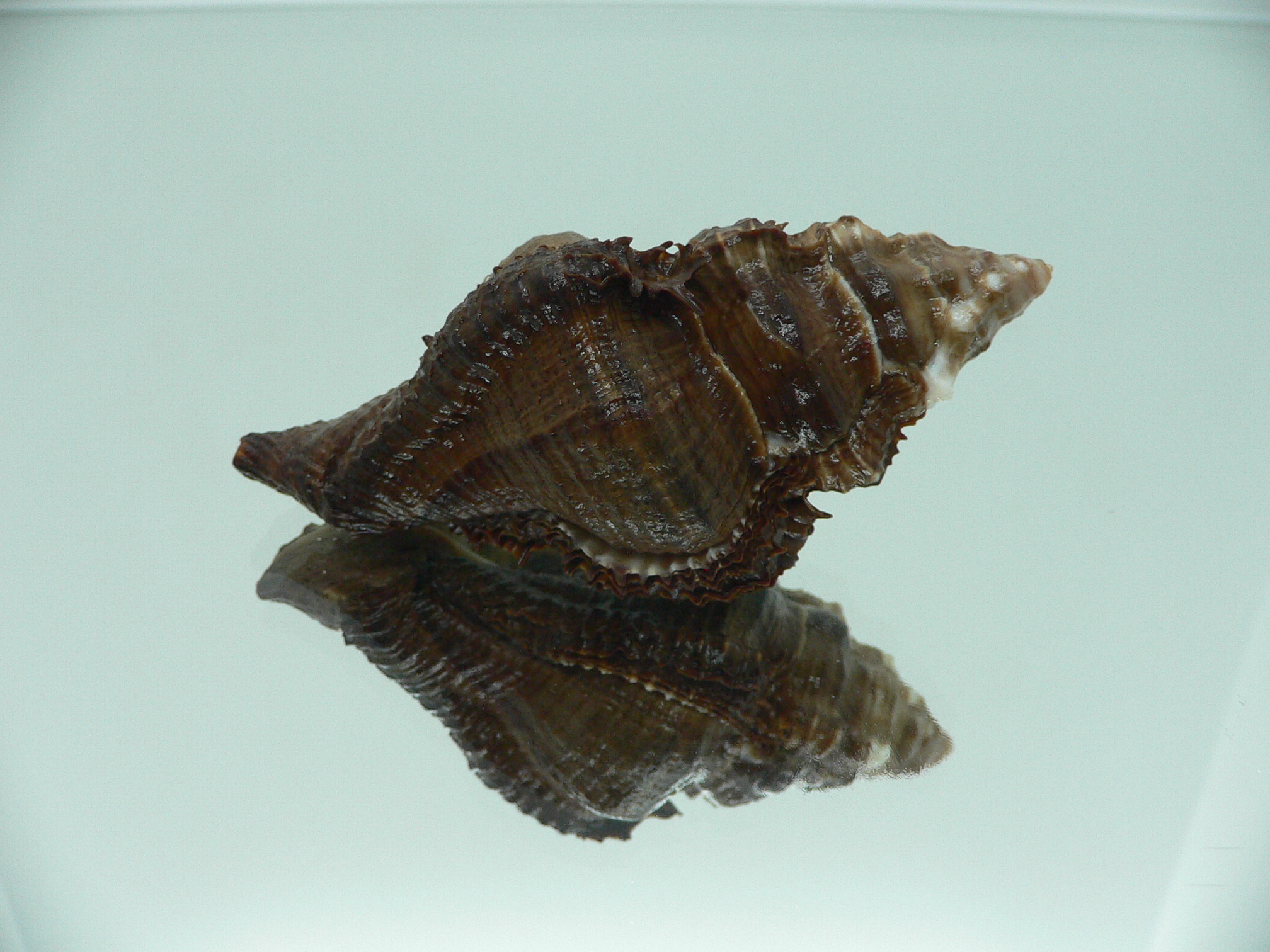Chicoreus capucinus MASSIVE