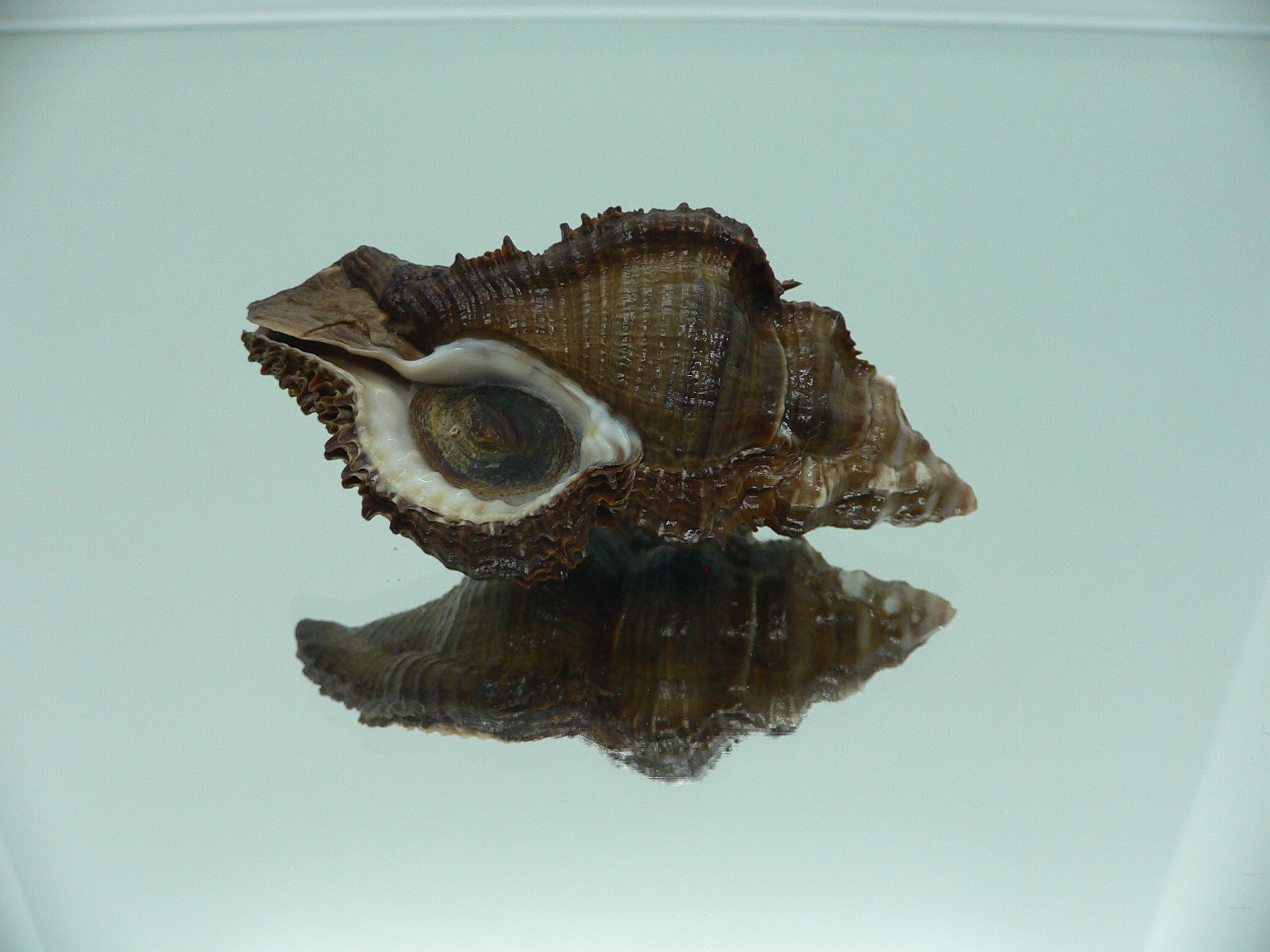 Chicoreus capucinus MASSIVE