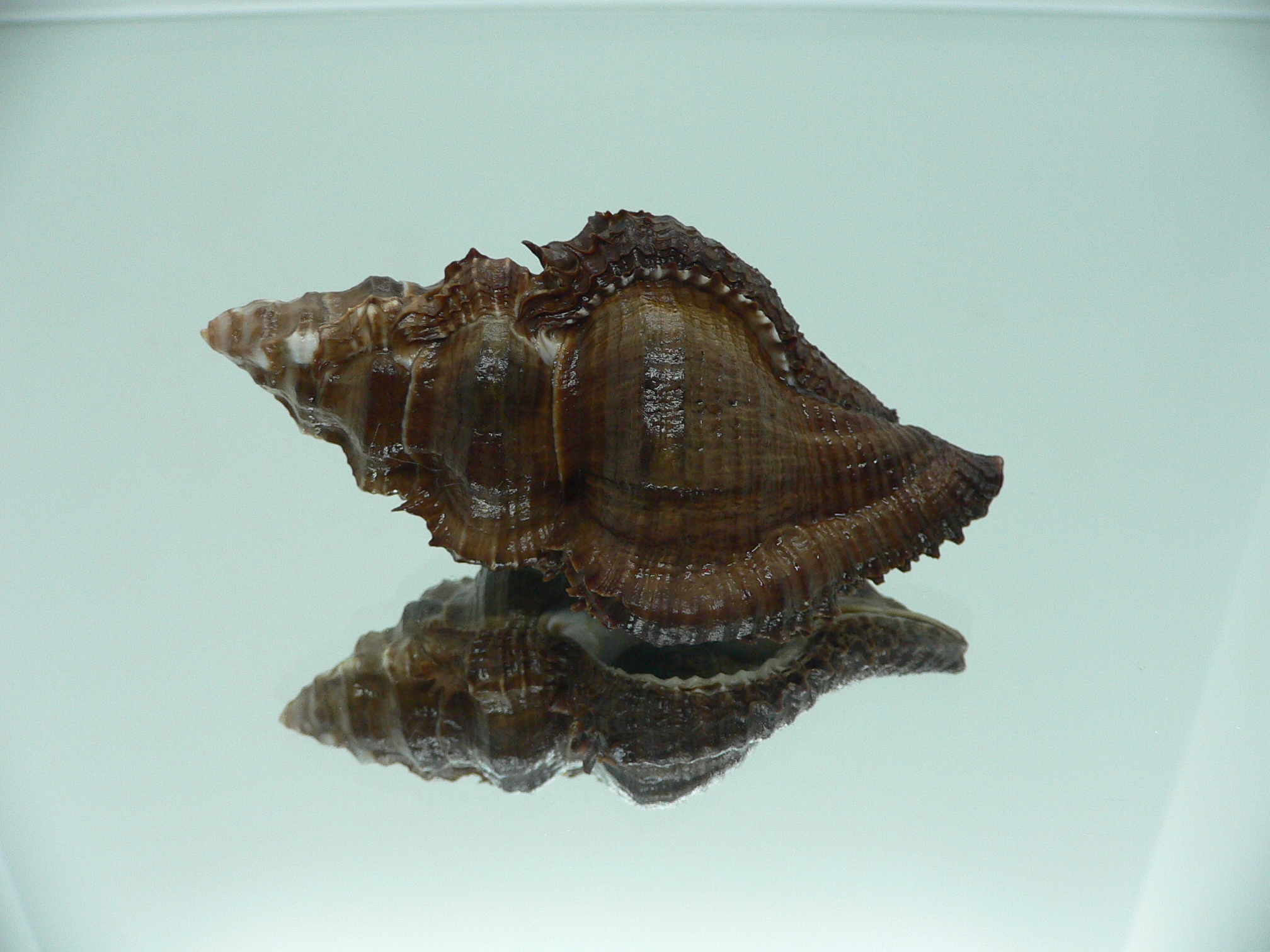 Chicoreus capucinus MASSIVE