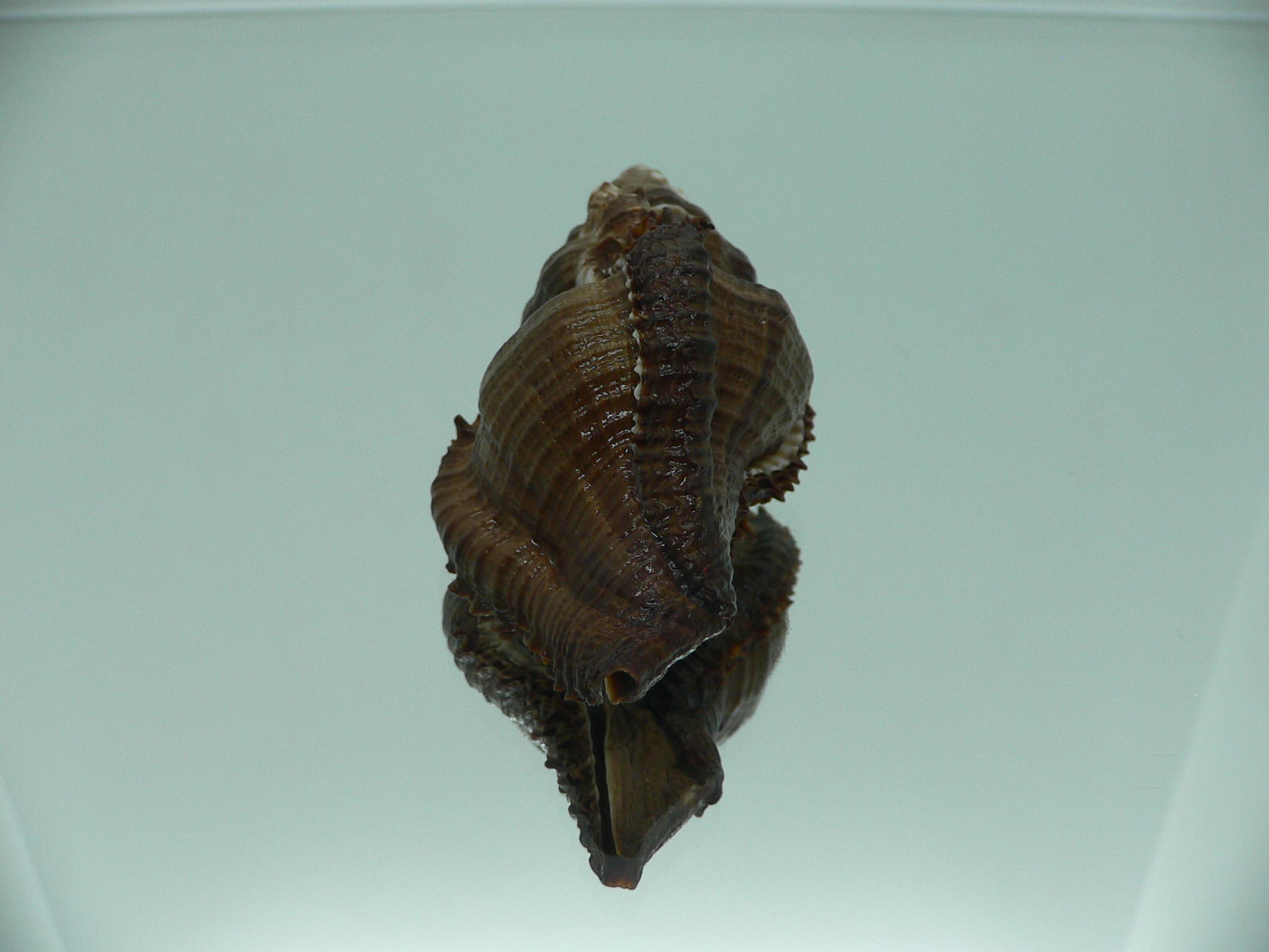 Chicoreus capucinus MASSIVE