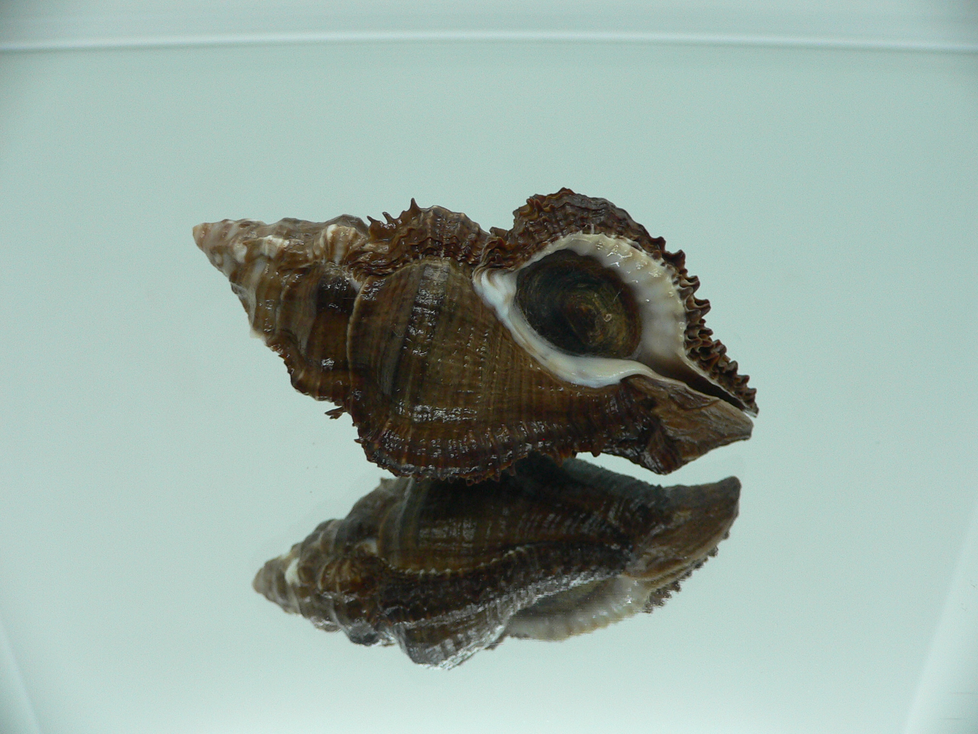 Chicoreus capucinus MASSIVE