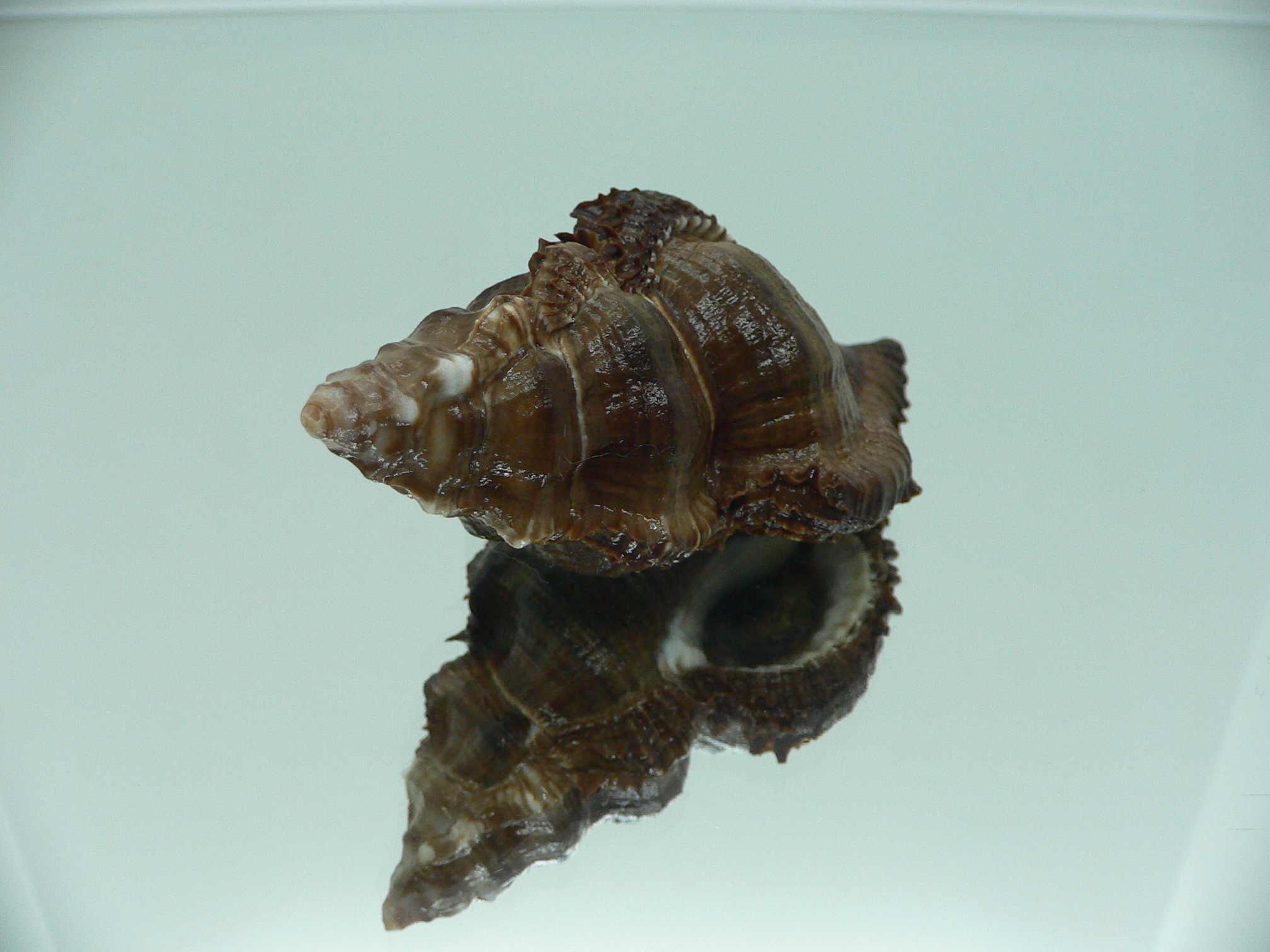 Chicoreus capucinus MASSIVE