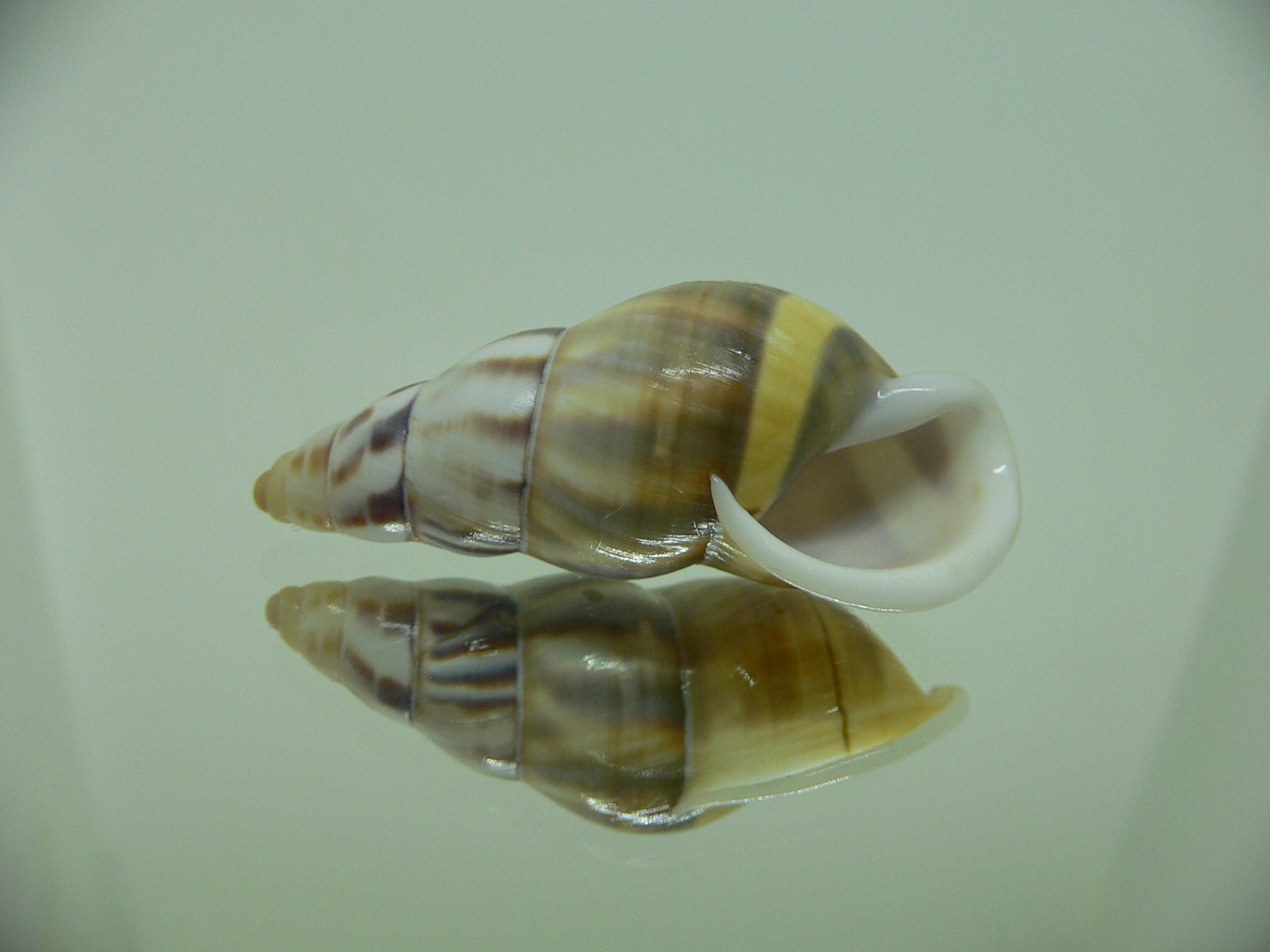 Amphidromus contrarius hanieli UNUSUAL GIANT