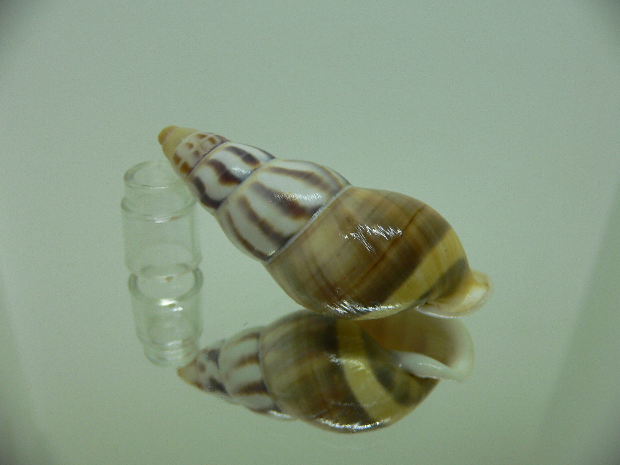 Amphidromus contrarius hanieli UNUSUAL GIANT