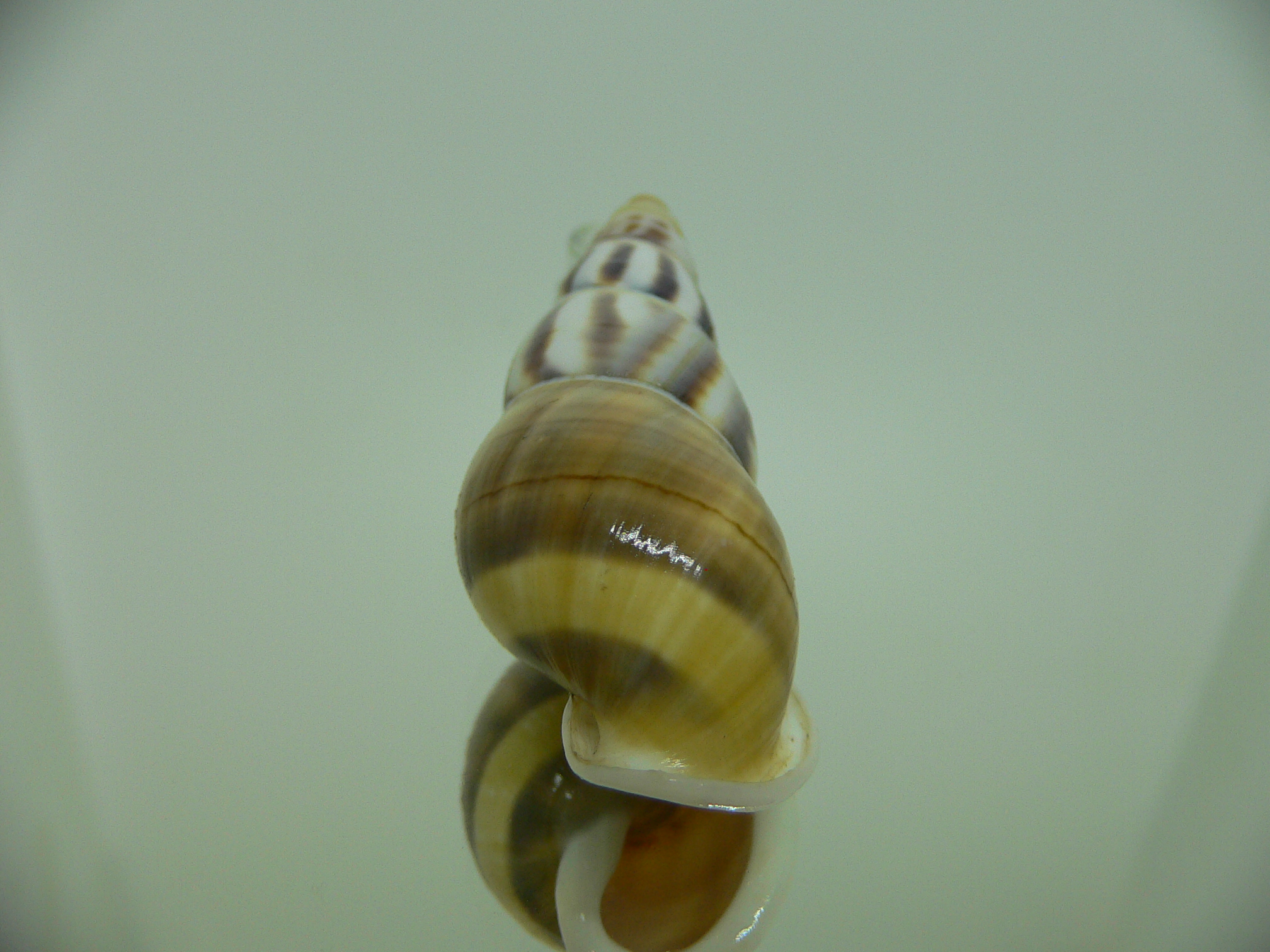Amphidromus contrarius hanieli UNUSUAL GIANT