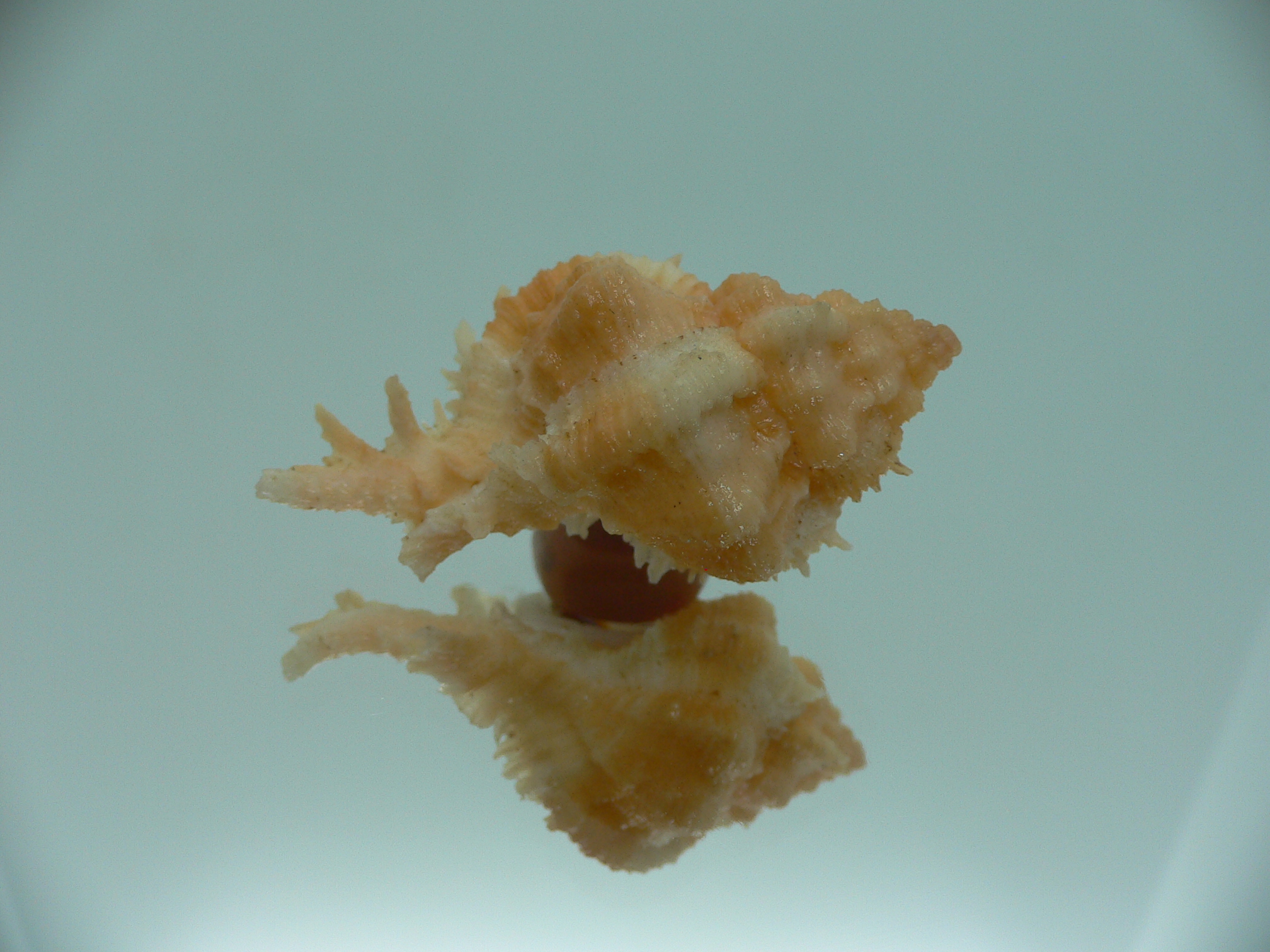 Chicomurex gloriosus BABY