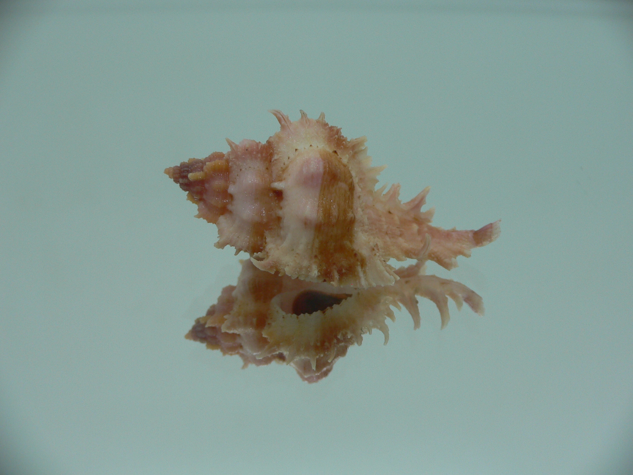 Chicomurex gloriosus IDEAL BABY
