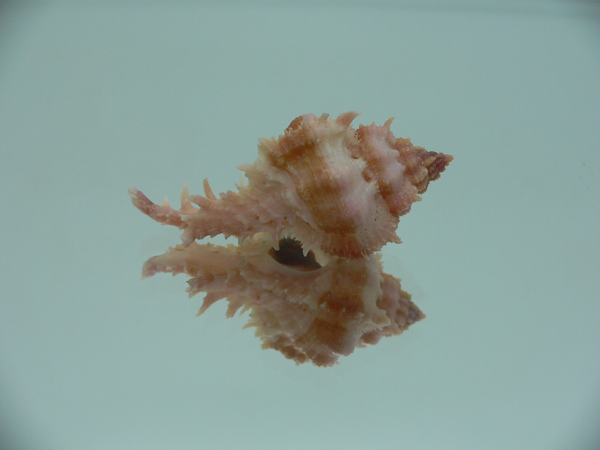 Chicomurex gloriosus IDEAL BABY