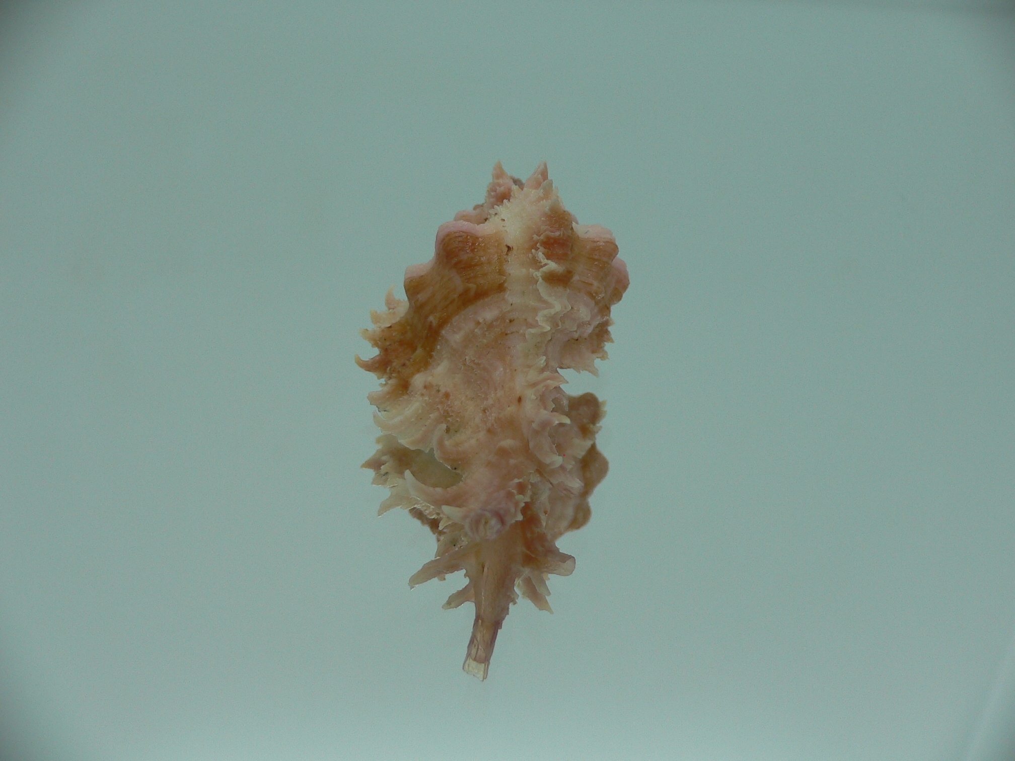 Chicomurex gloriosus IDEAL BABY