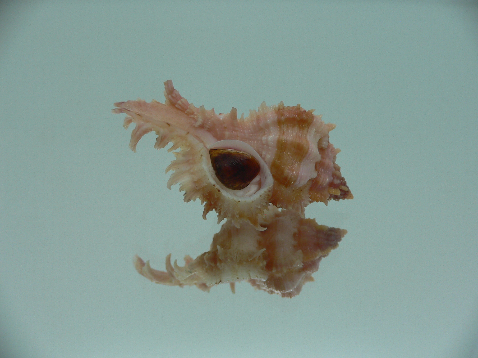 Chicomurex gloriosus IDEAL BABY